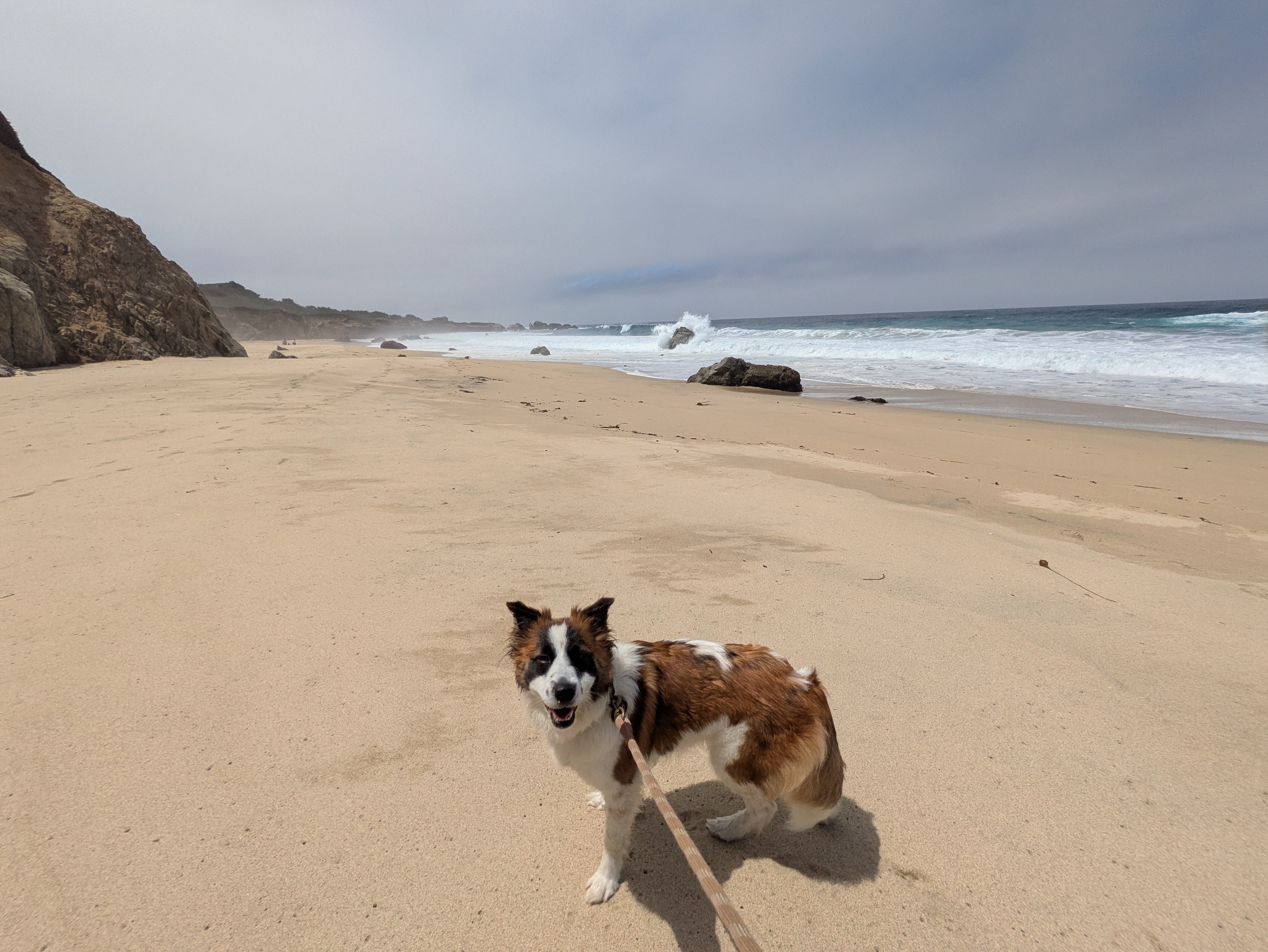 Brown/White Dog image 2