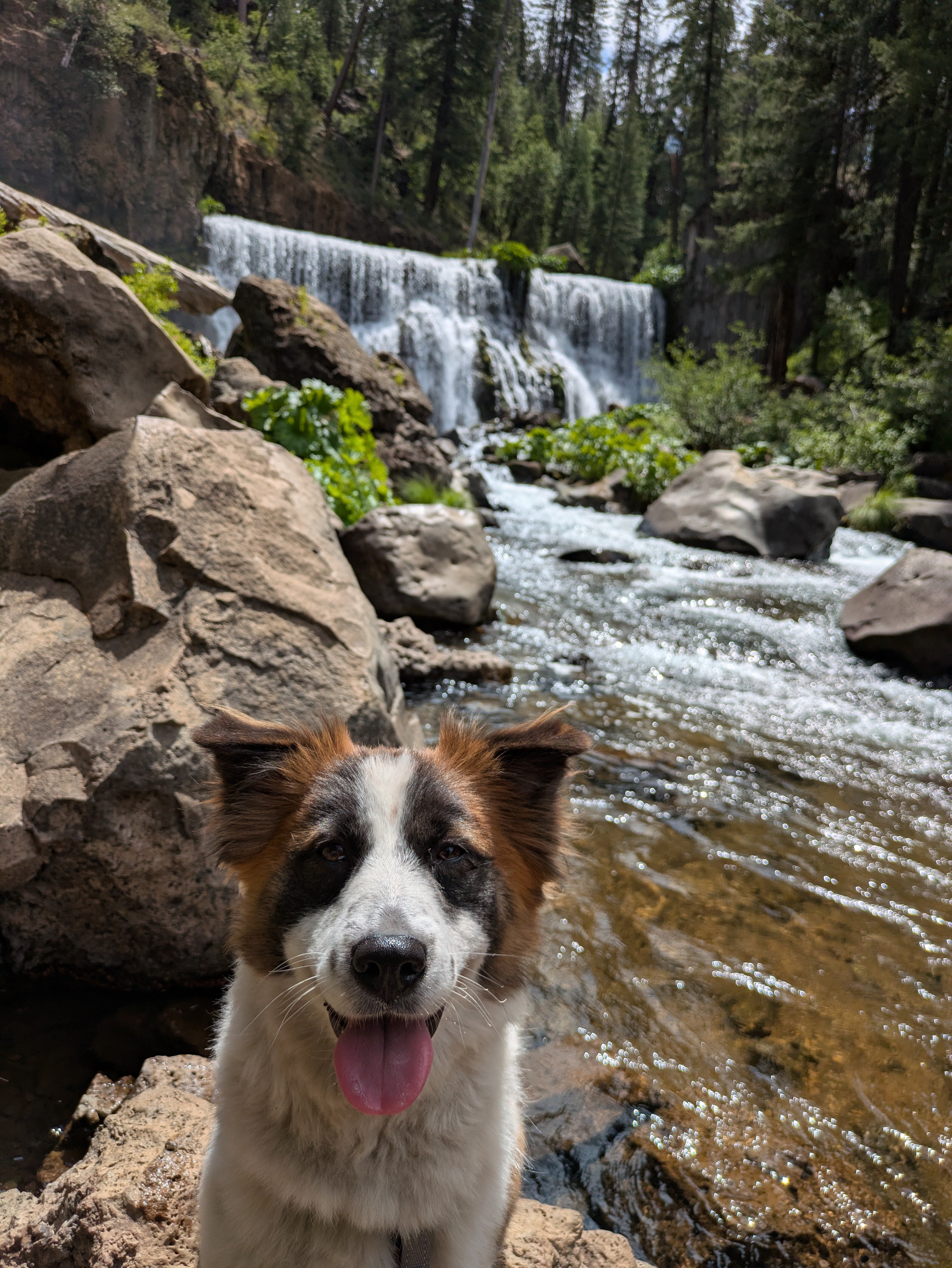 Brown/White Dog image 1
