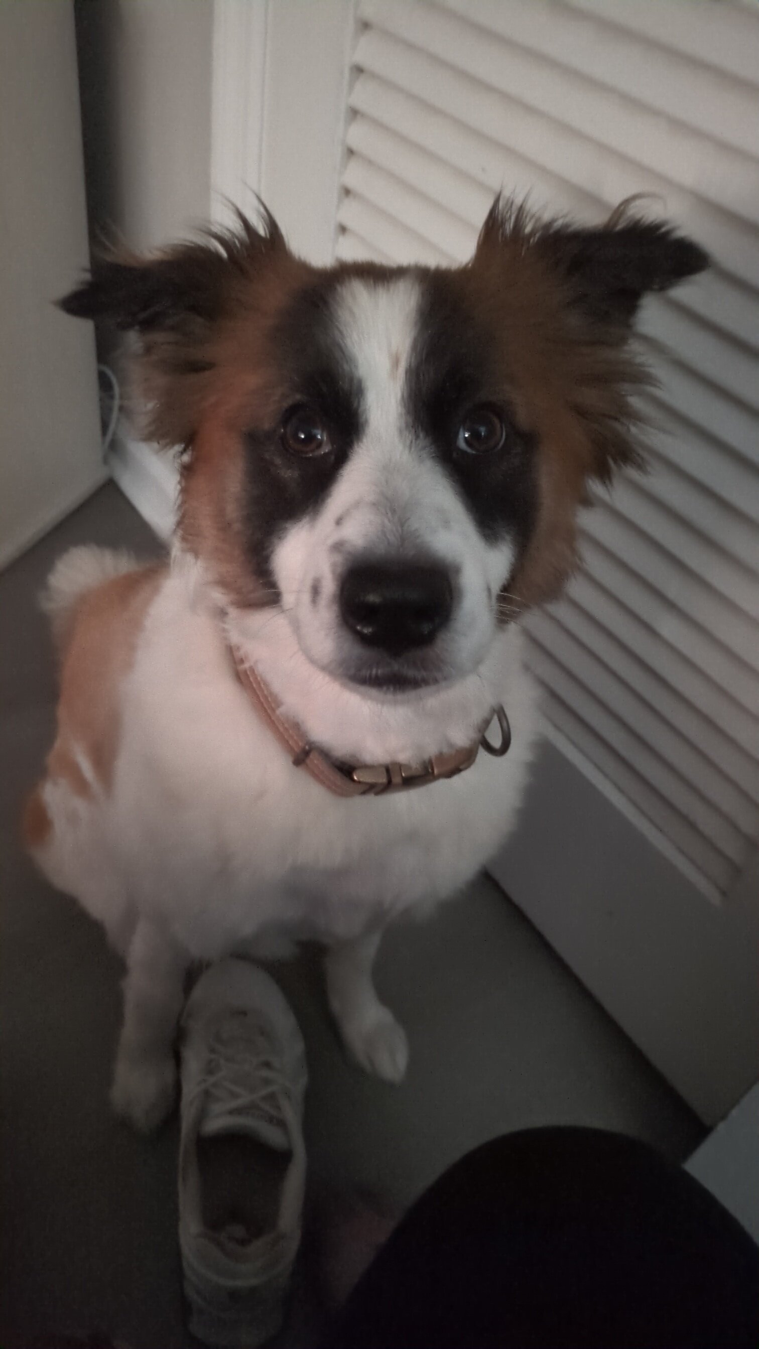Brown/White Dog image 4