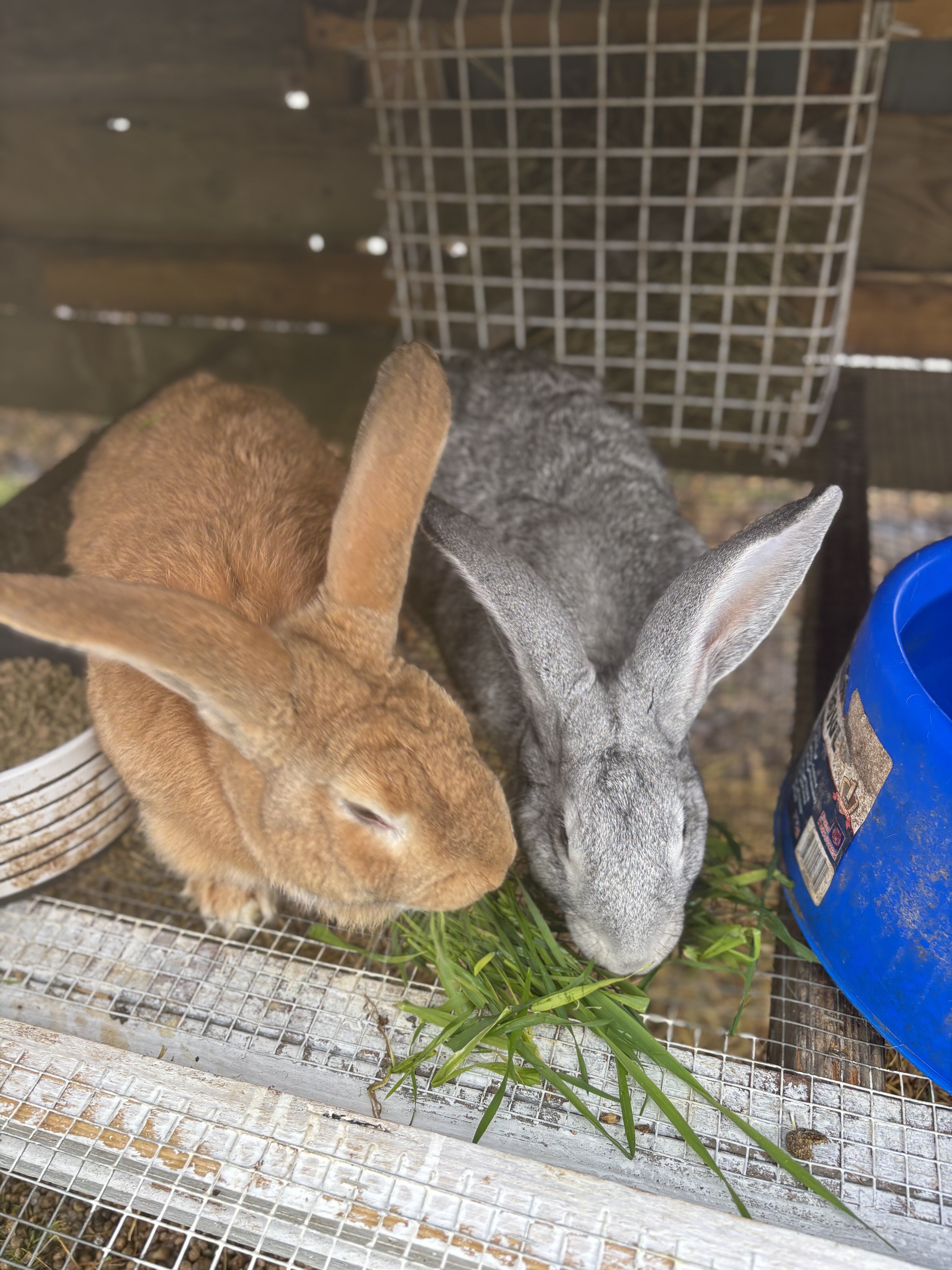 Flemish Giant rabbits young does and bucks image 2