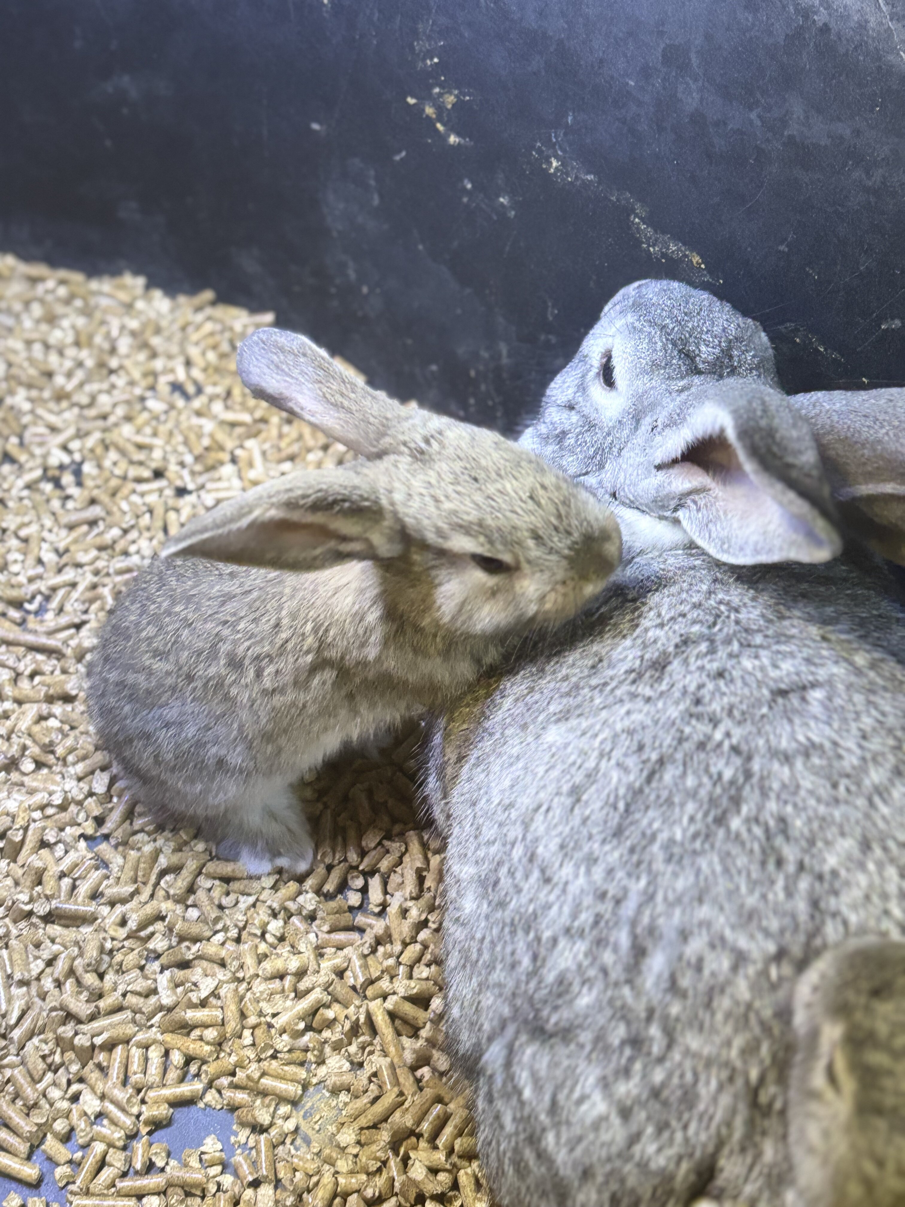 Flemish Giant rabbits young does and bucks image 3