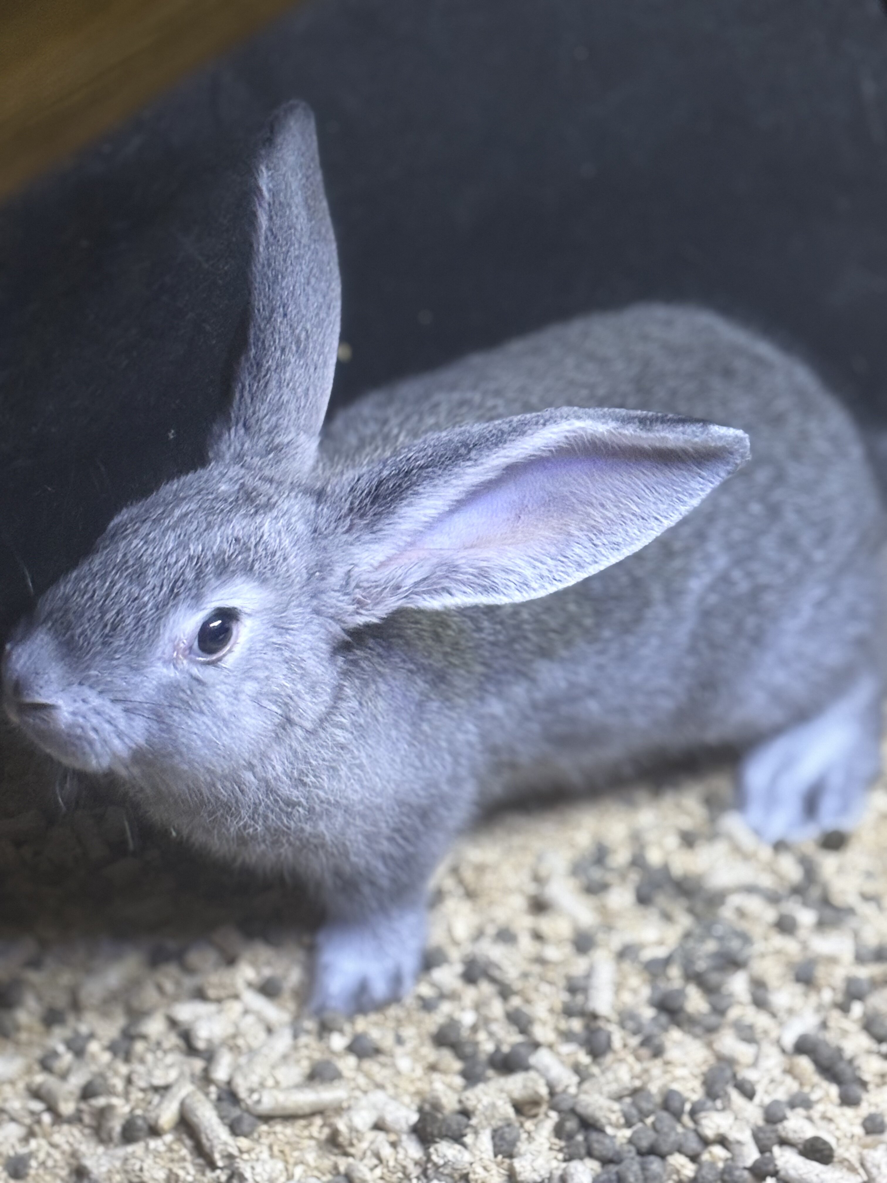 Flemish Giant rabbits young does and bucks image 1