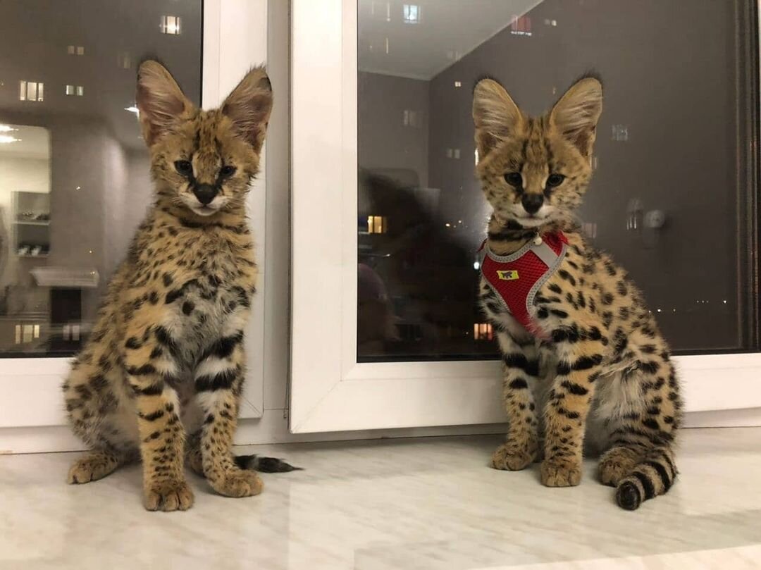 Adorable Serval kittens available image 4