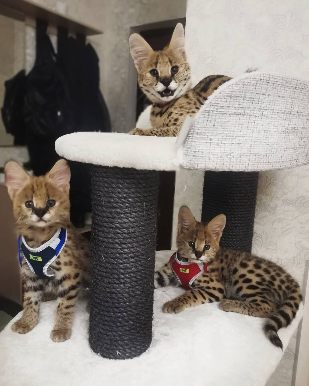 Adorable Serval kittens available image 3