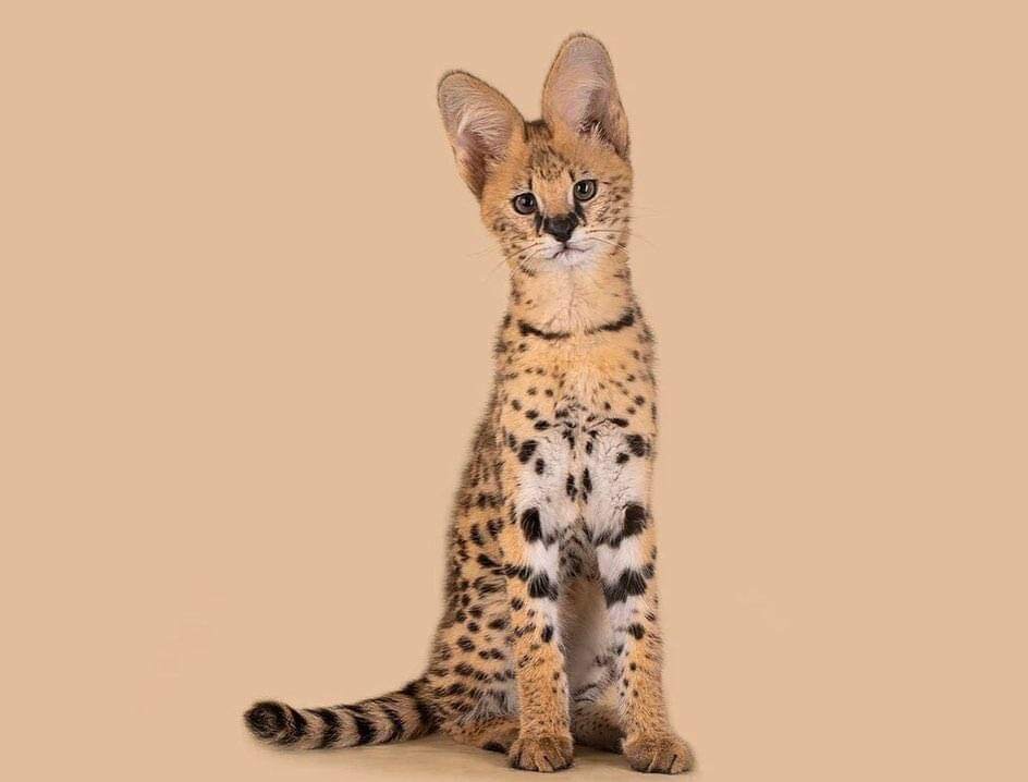 Adorable Serval kittens available image 6