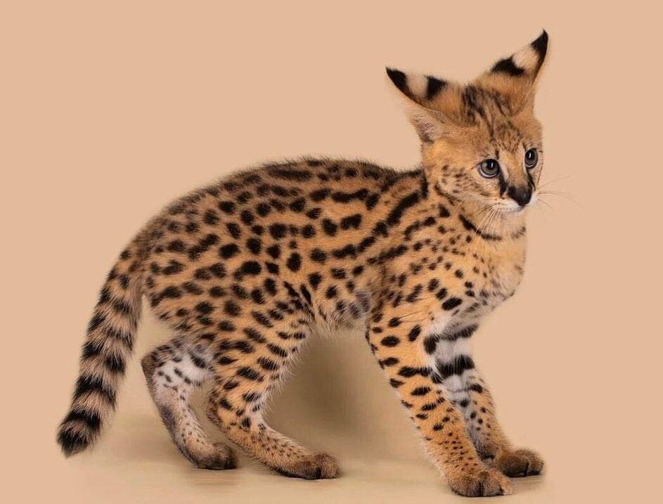 Adorable Serval kittens available image 5
