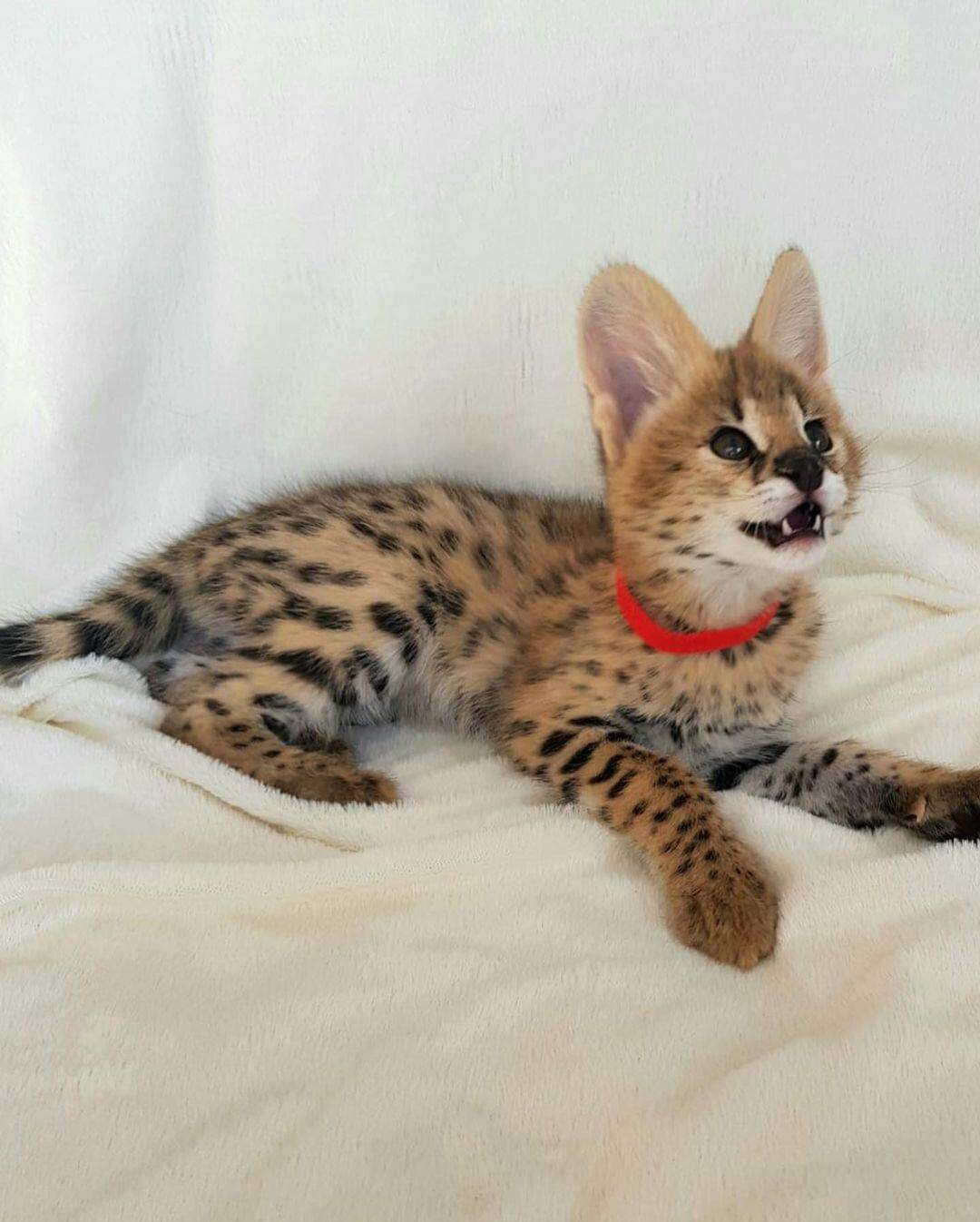 Adorable Serval kittens available image 2