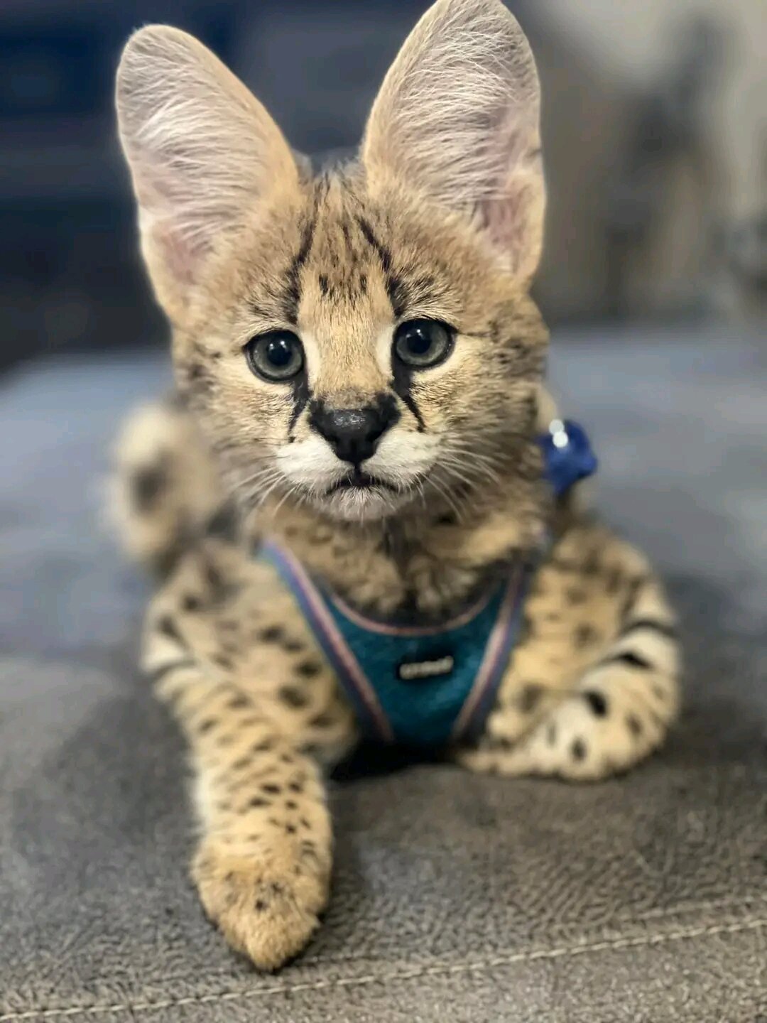 Adorable Serval kittens available image 1