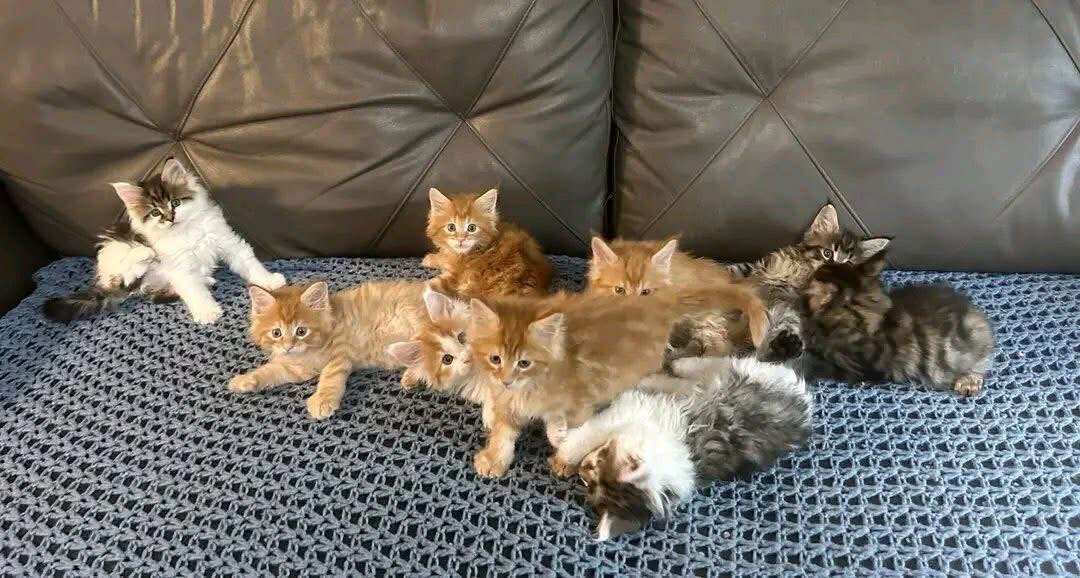 Maine Coon kitten image 1