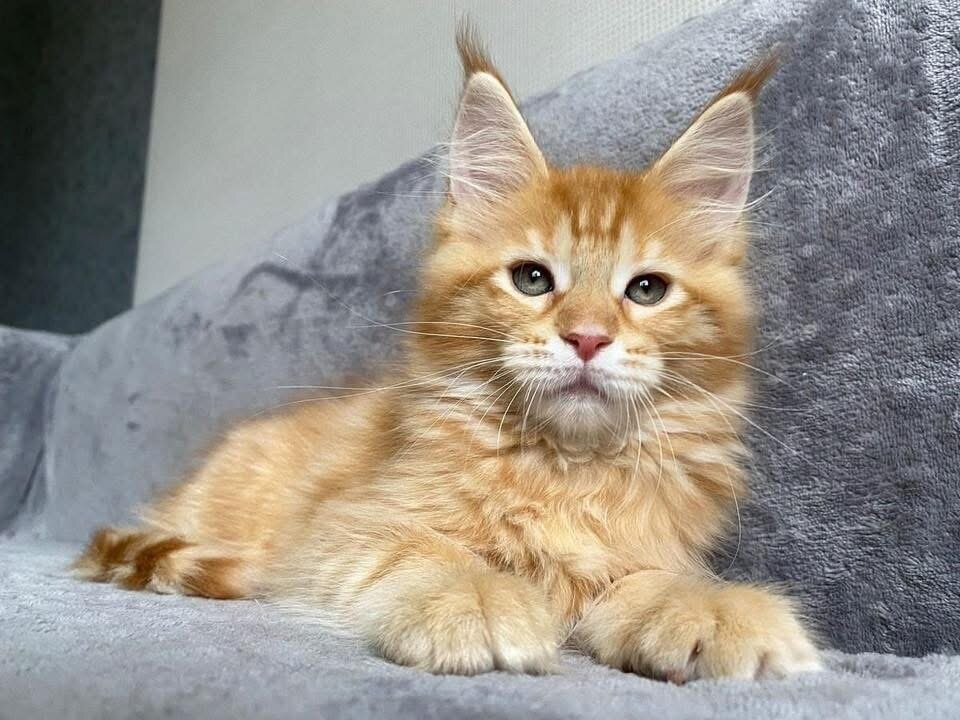 Maine Coon kitten image 2