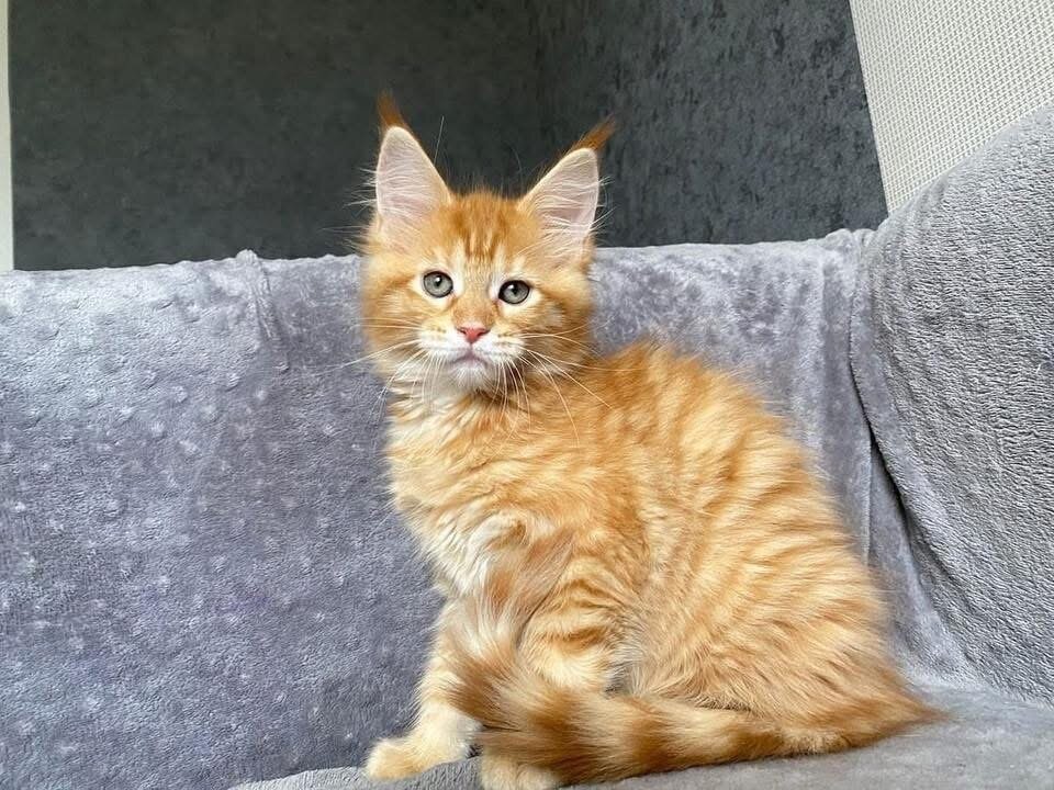 Maine Coon kitten image 4