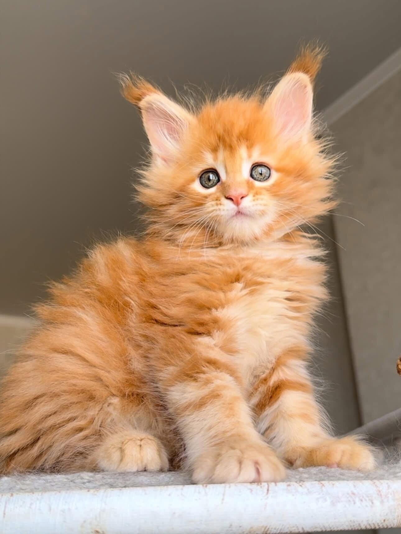 Maine Coon kitten image 3