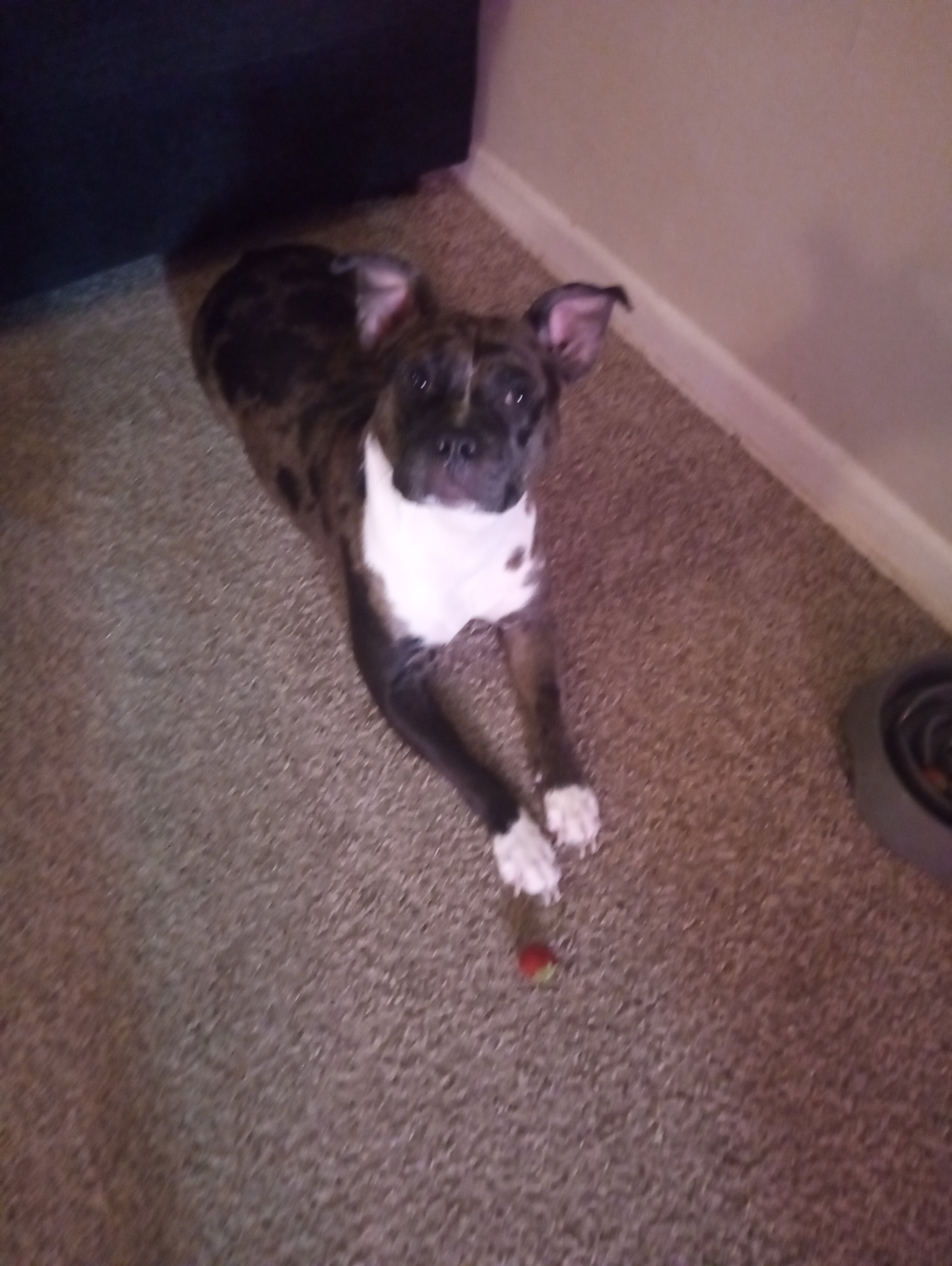 Lola image 1