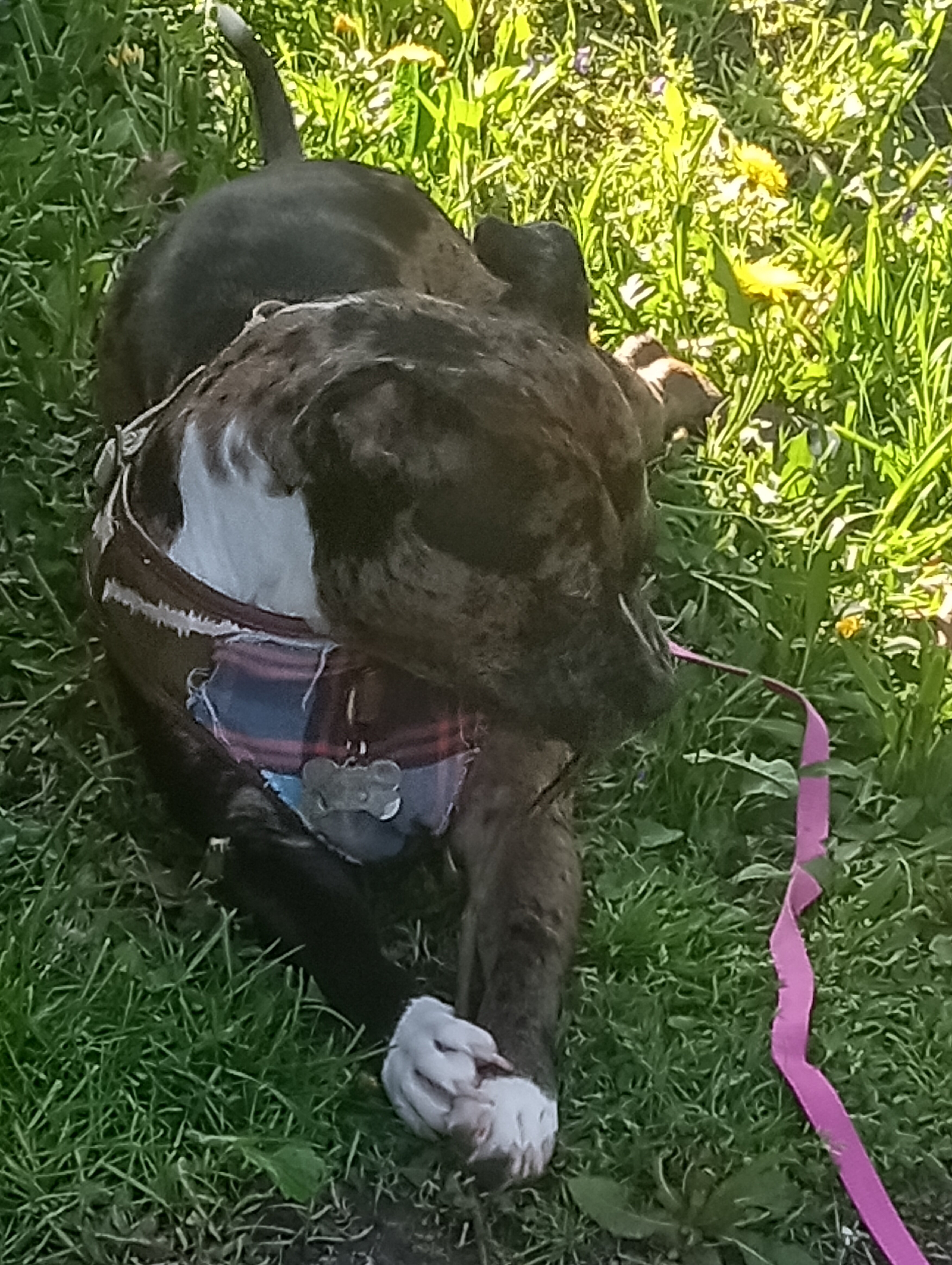 Lola image 2