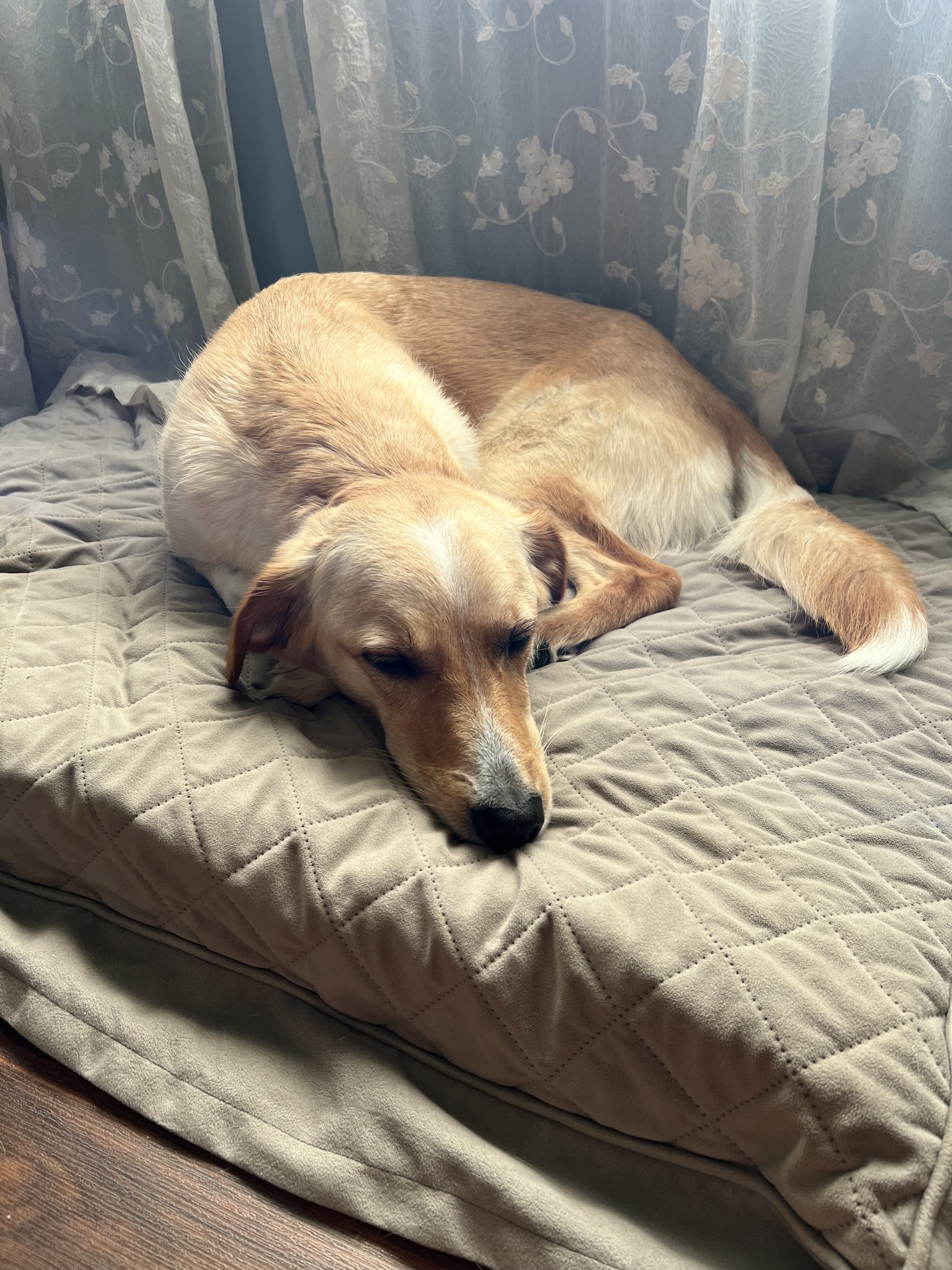 Golden Lab image 4