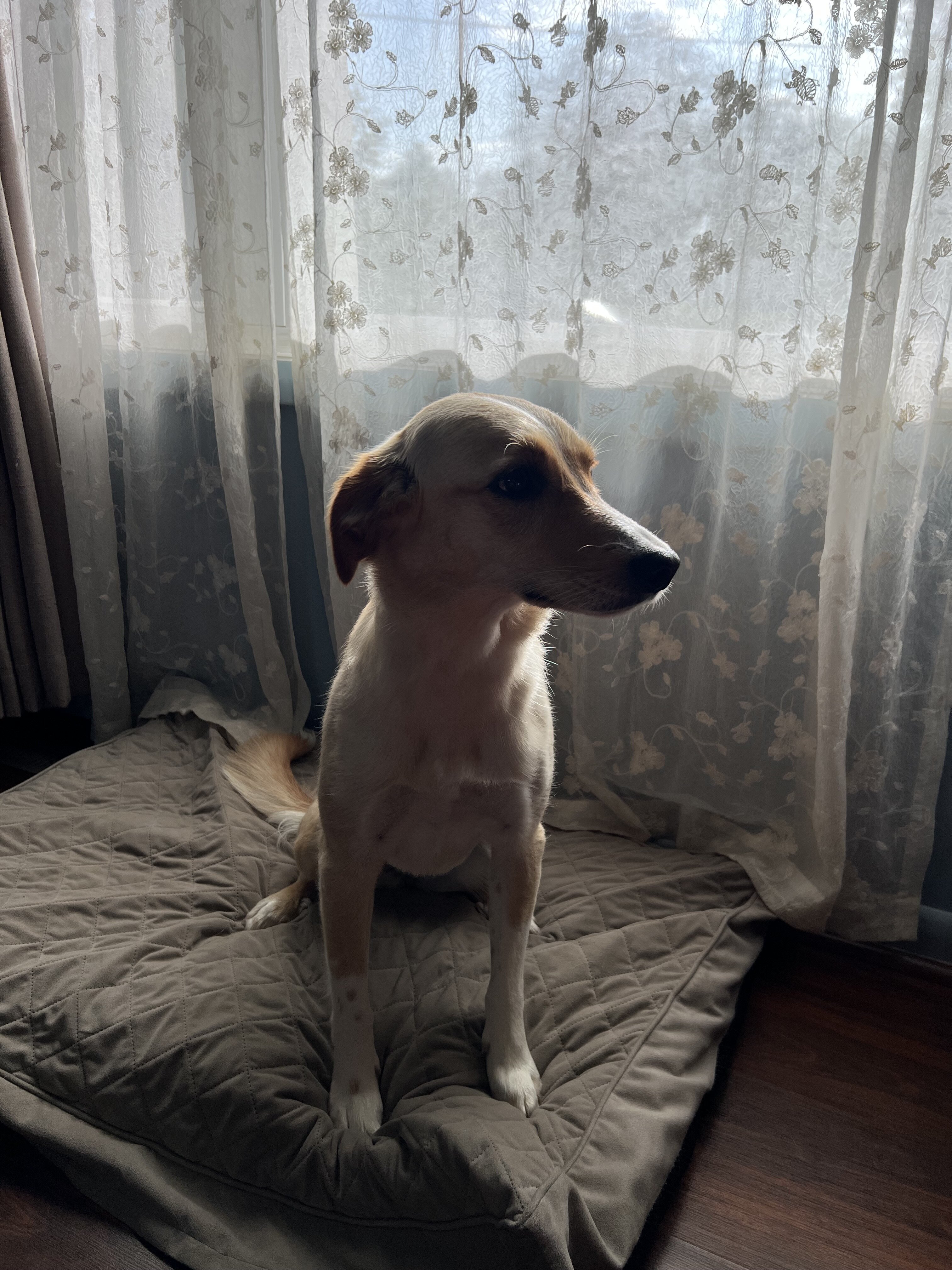 Golden Lab image 7