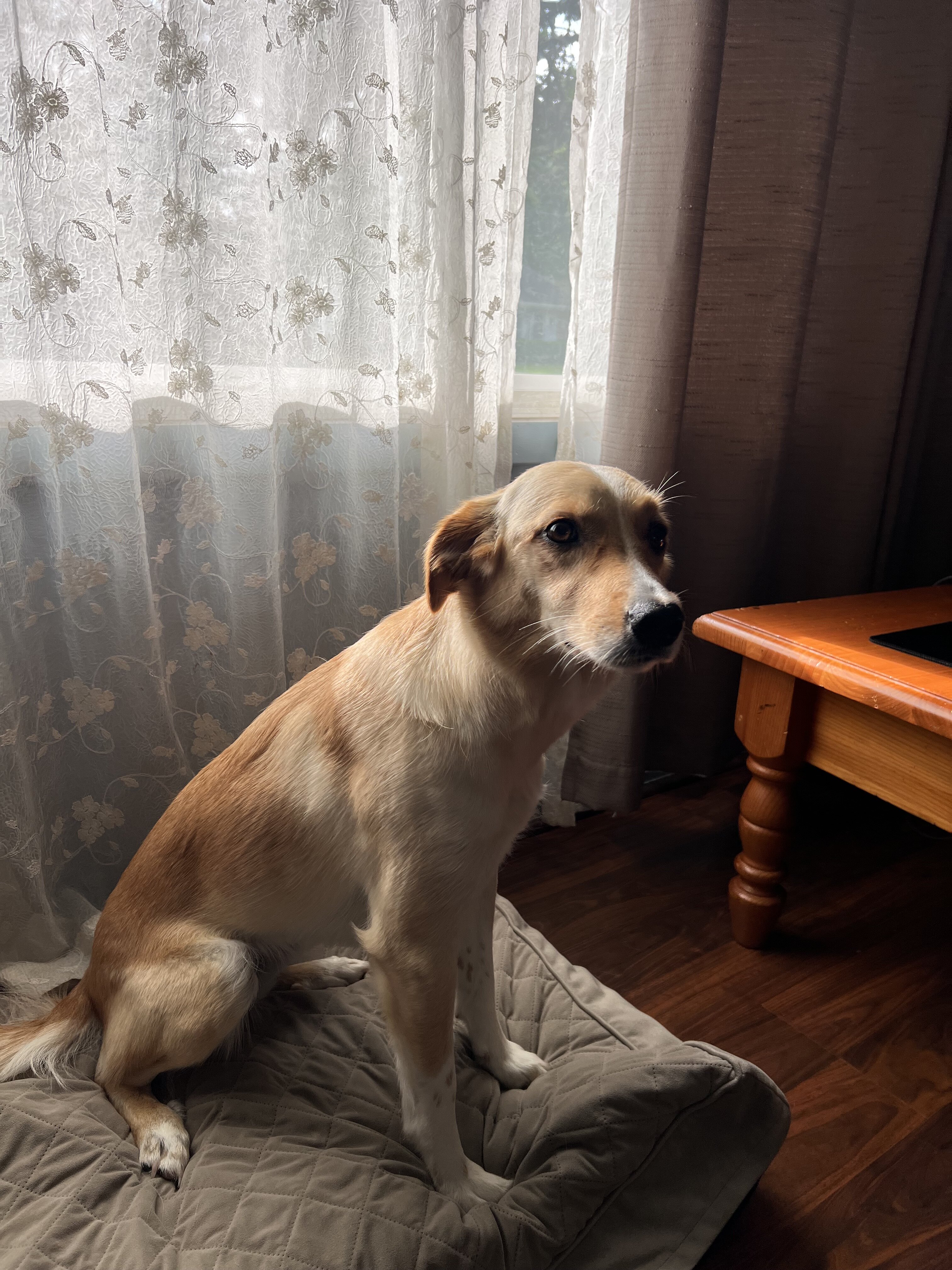 Golden Lab image 3