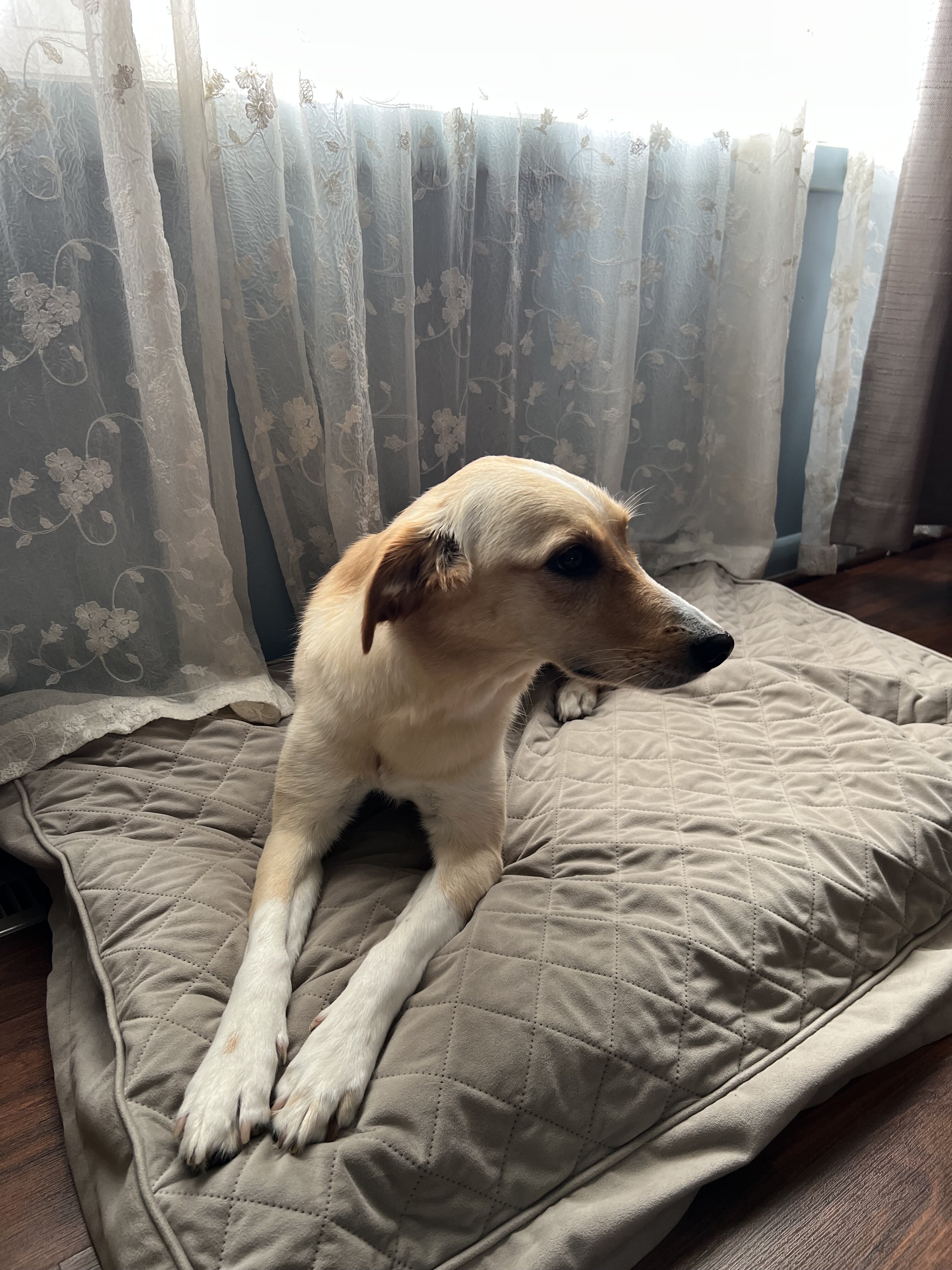 Golden Lab image 2