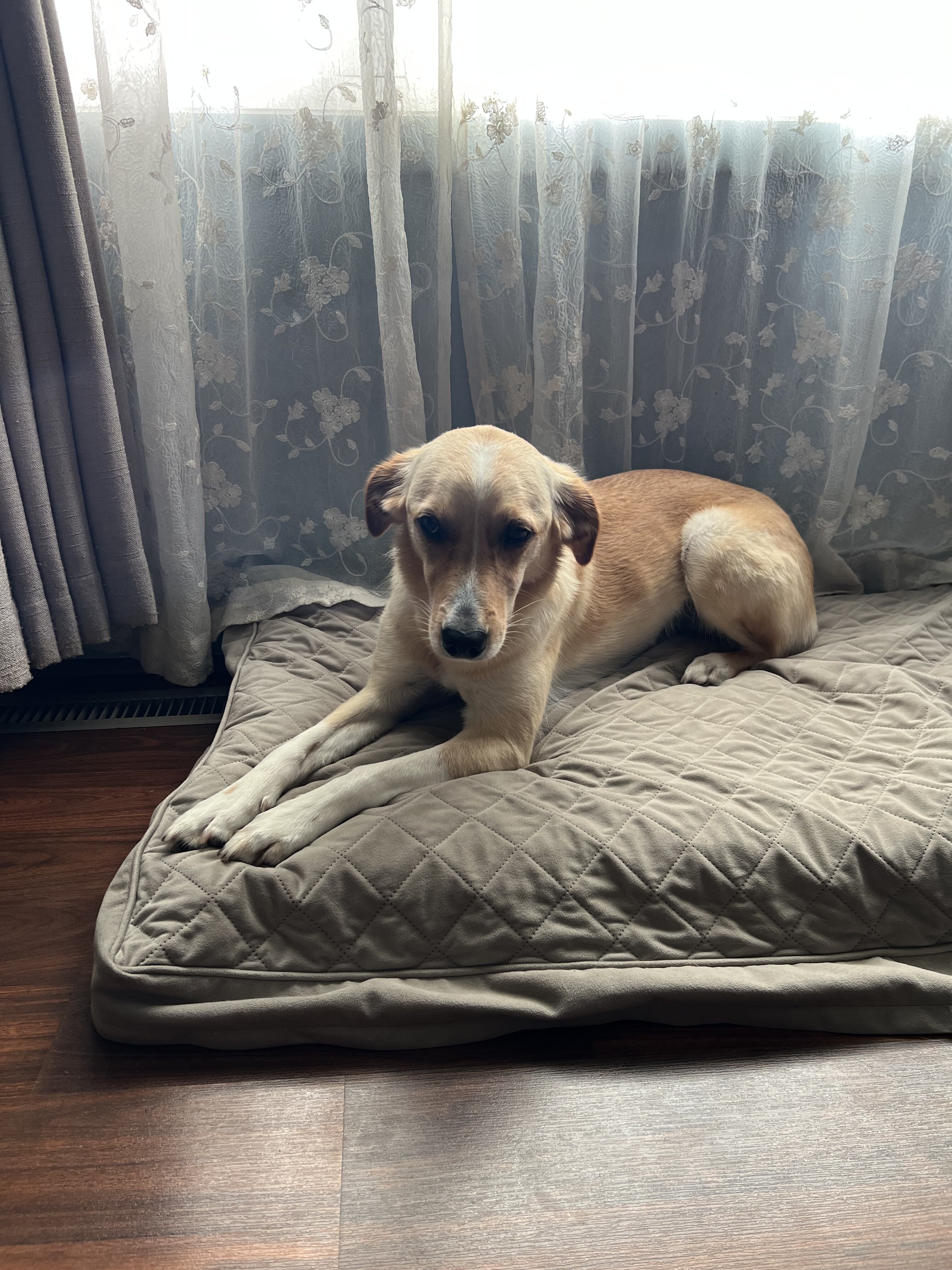 Golden Lab image 6
