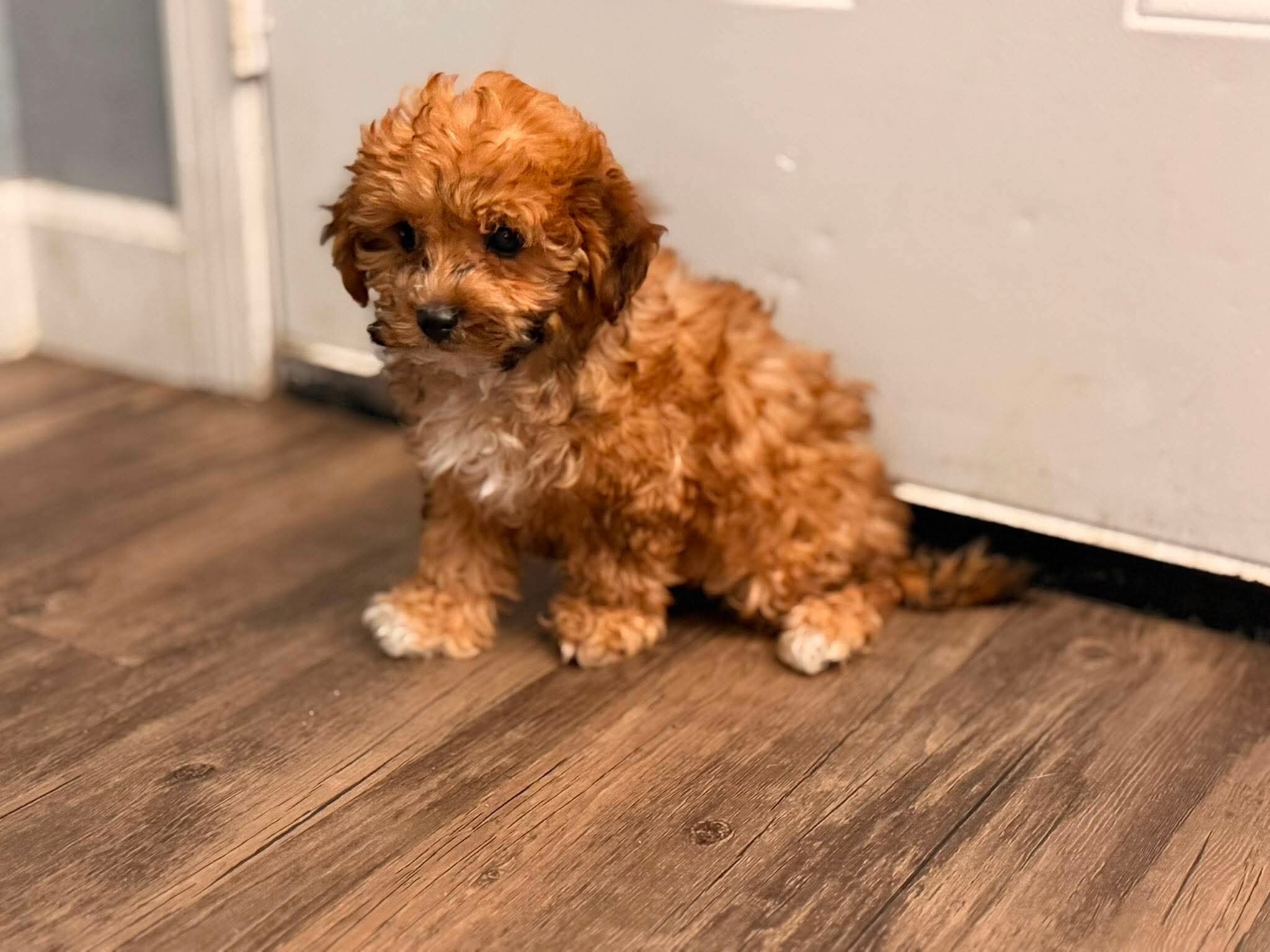 Maltipoo puppy image 1