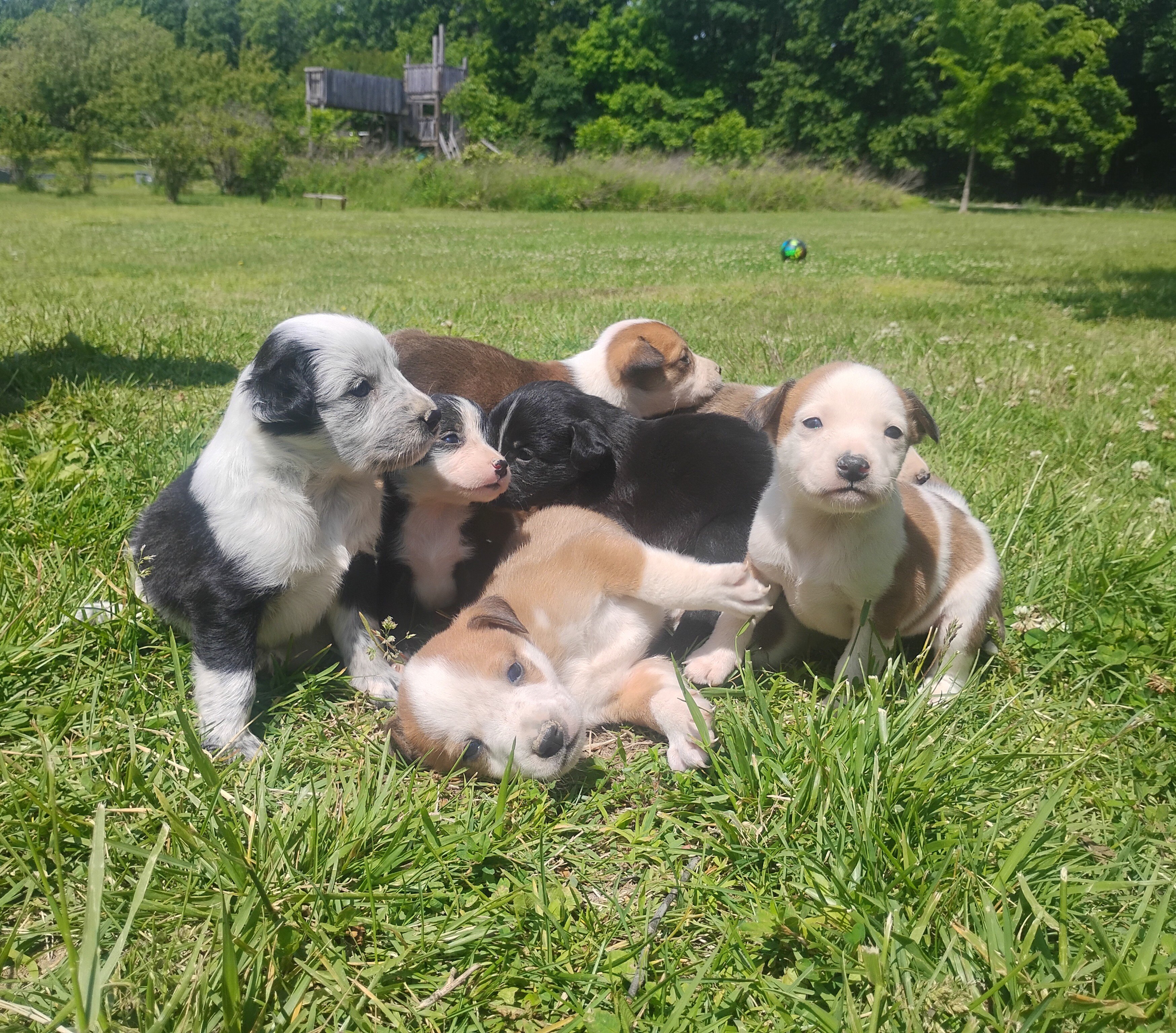 Border Collie/Boxer puppies image 1