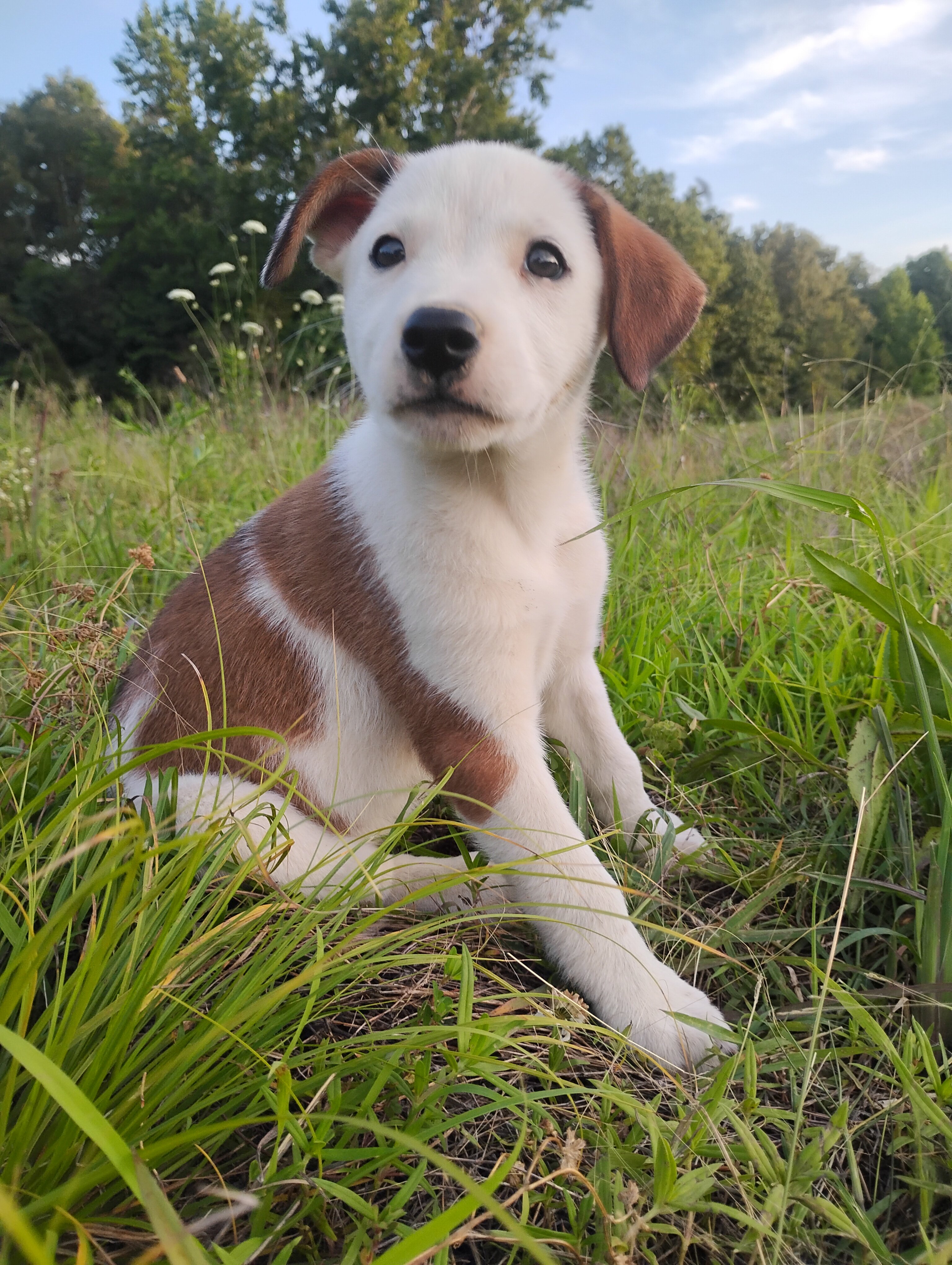Border Collie/Boxer puppies image 2