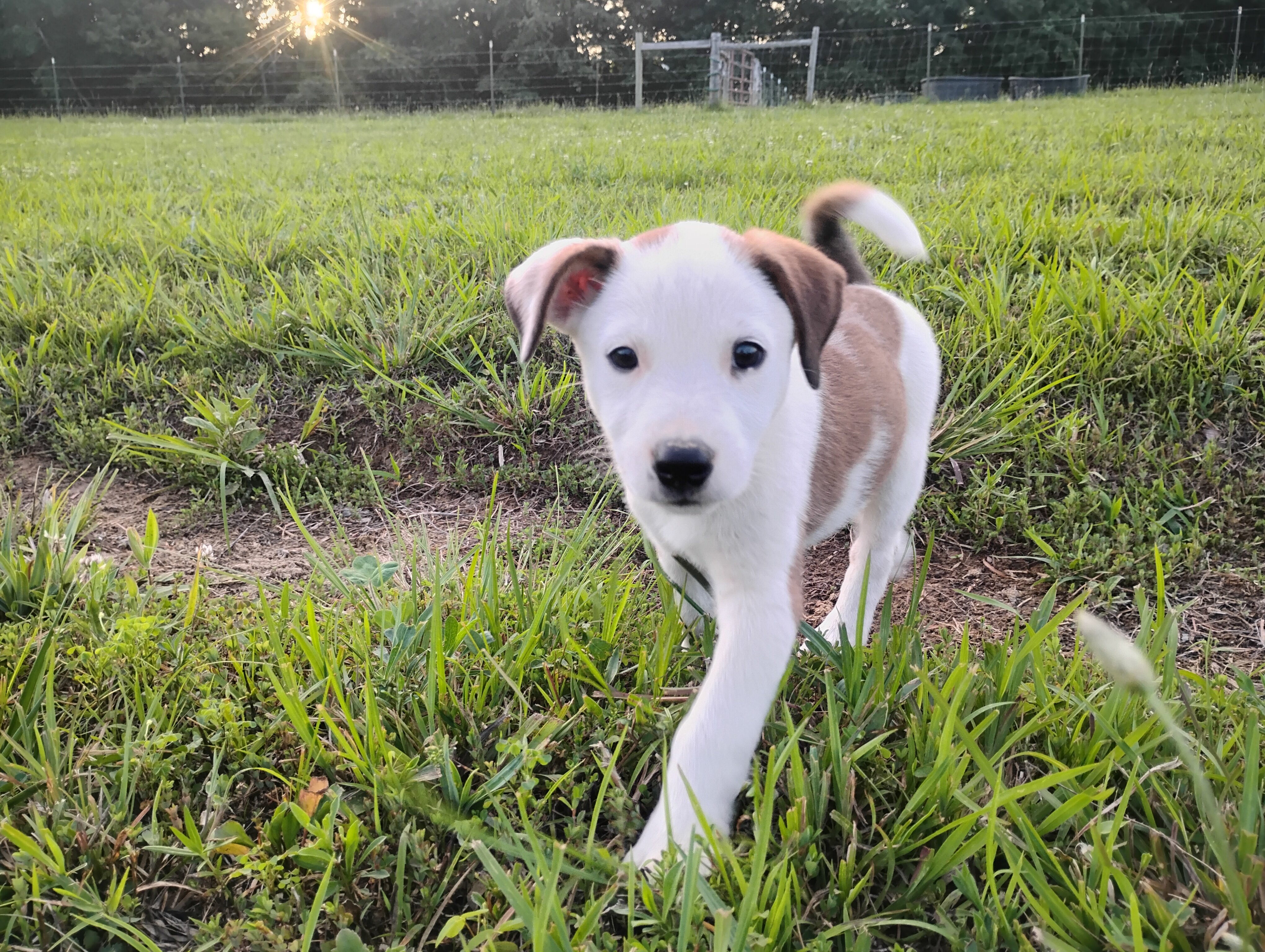 Border Collie/Boxer puppies image 4