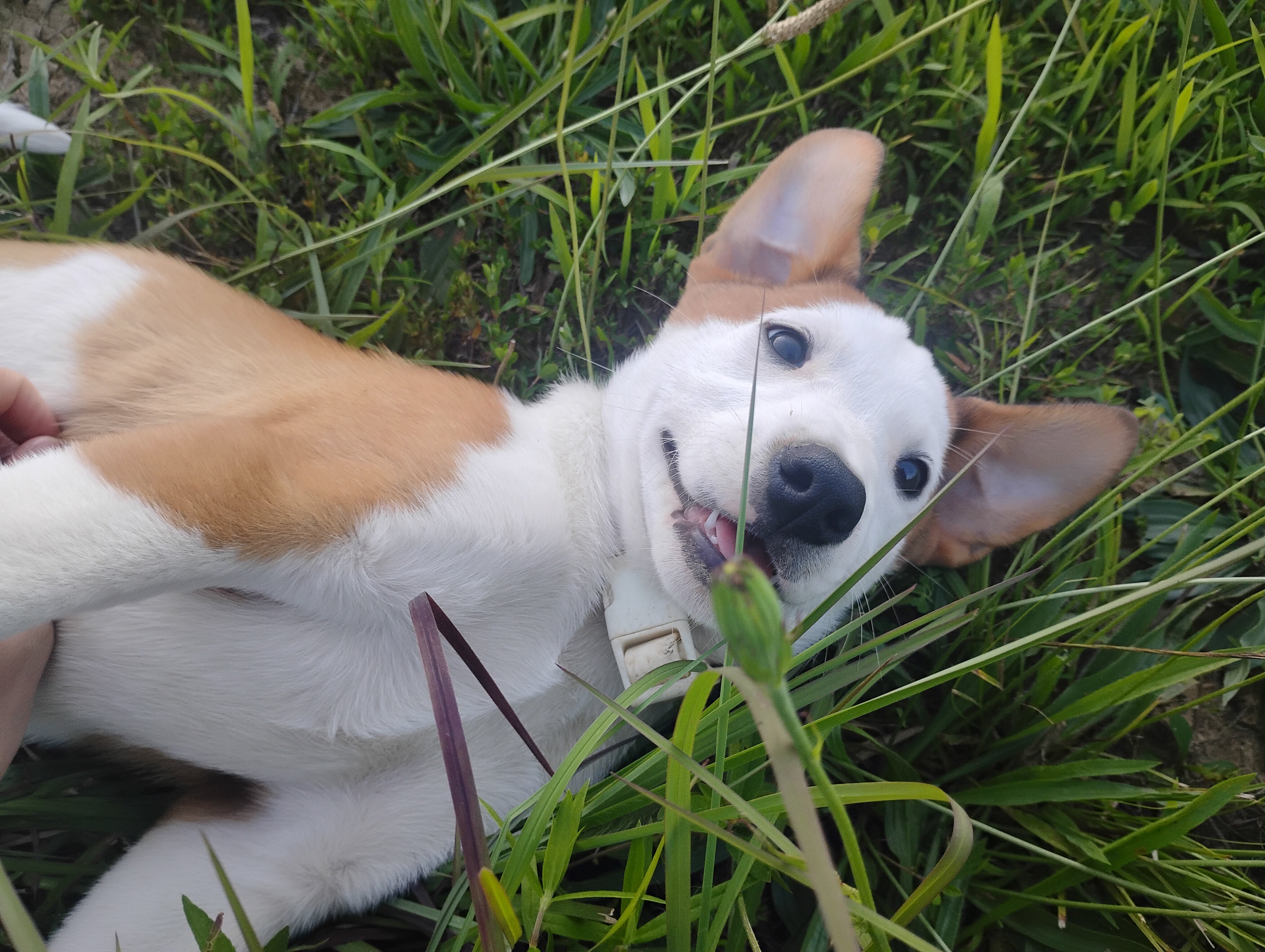 Border Collie/Boxer puppies image 5