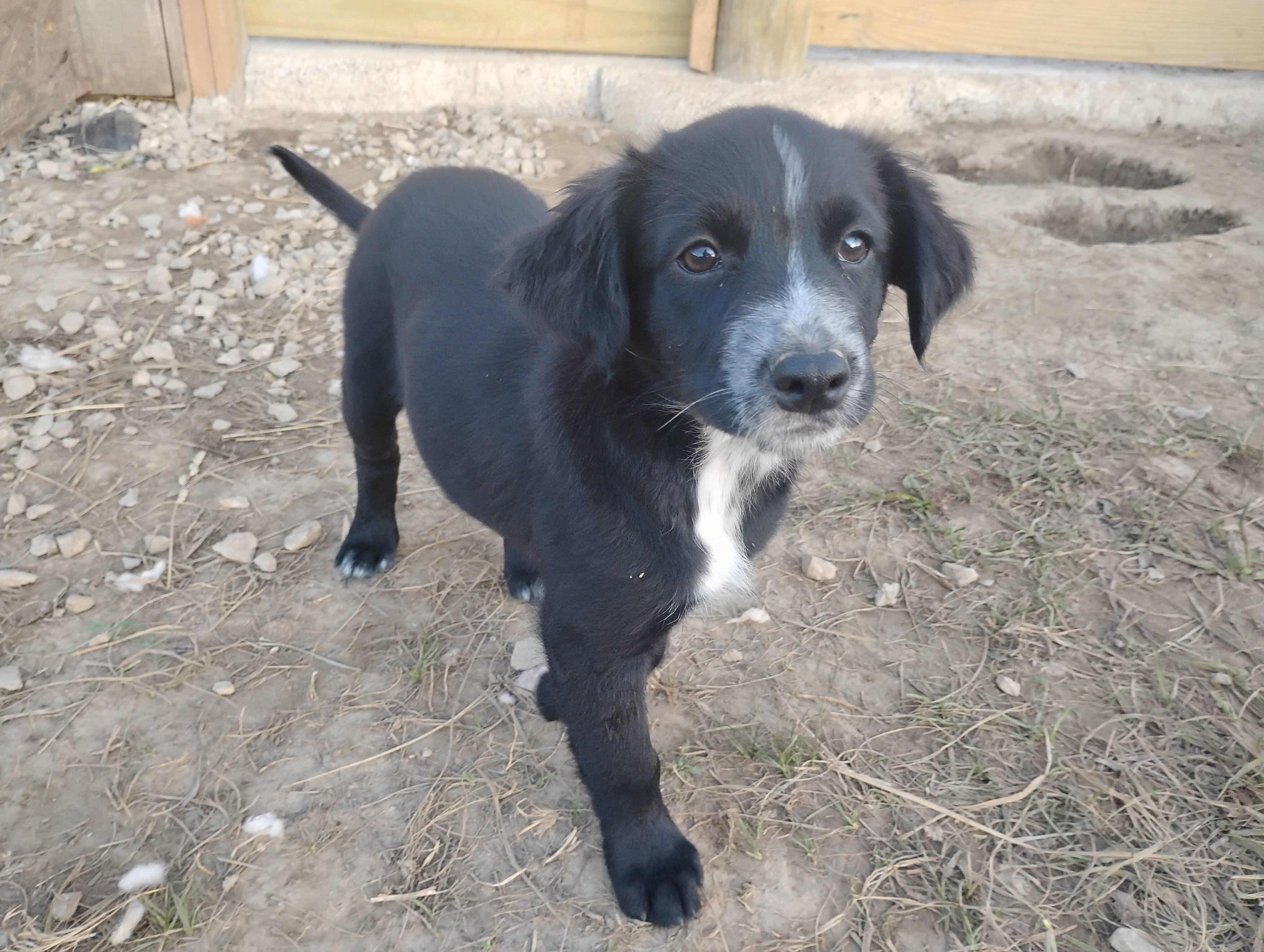 Border Collie/Boxer puppies image 6