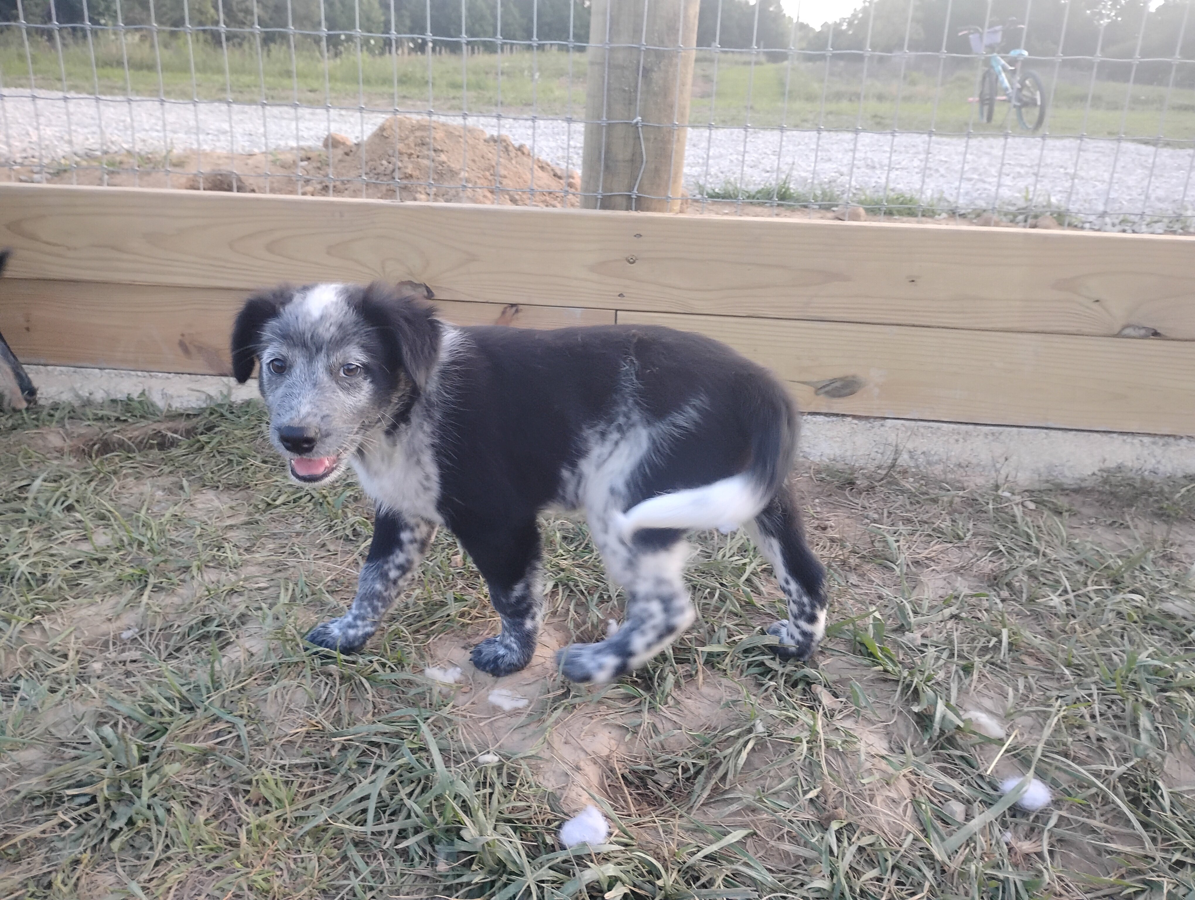 Border Collie/Boxer puppies image 3