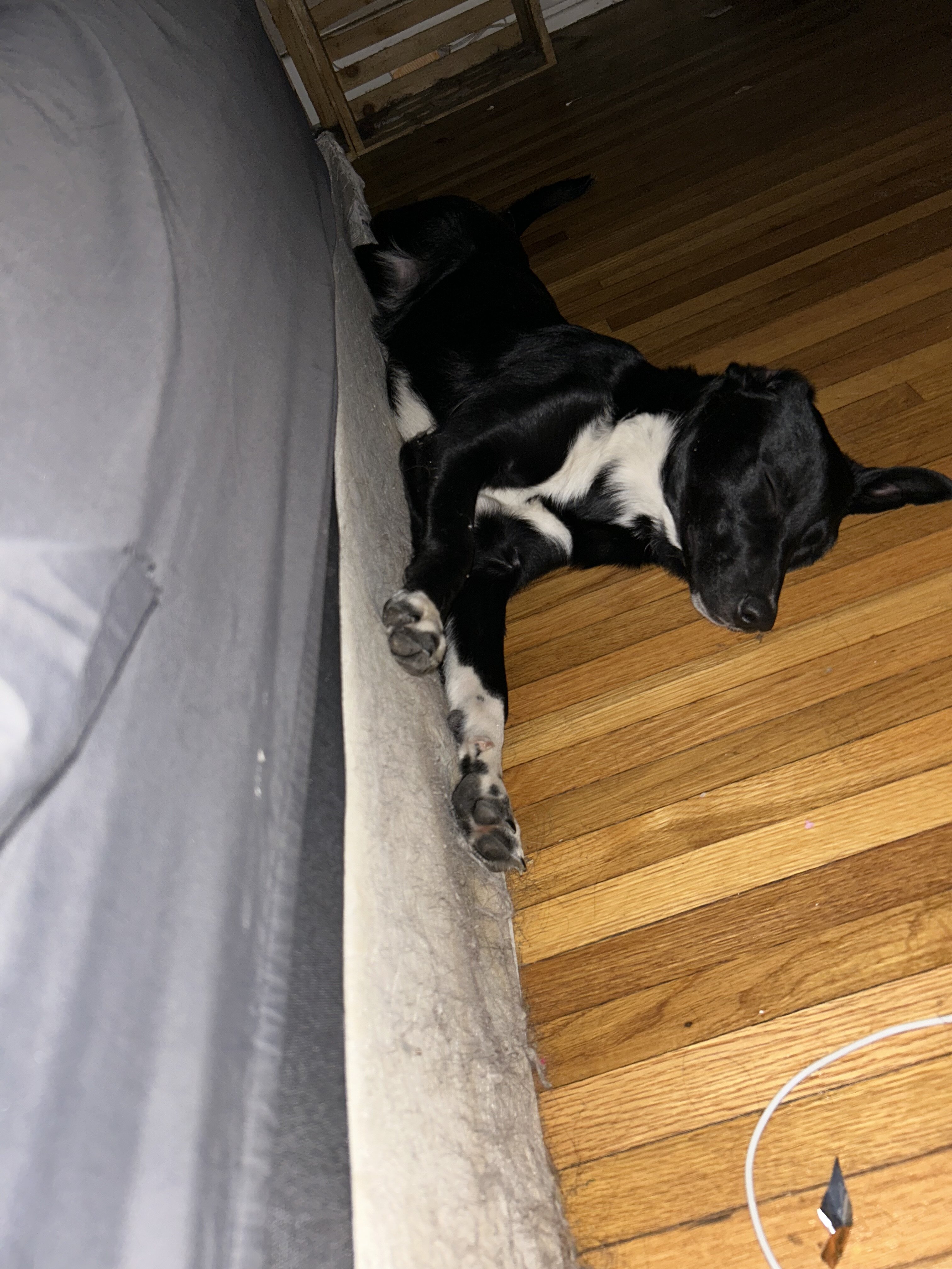 3 Female Pups image 8