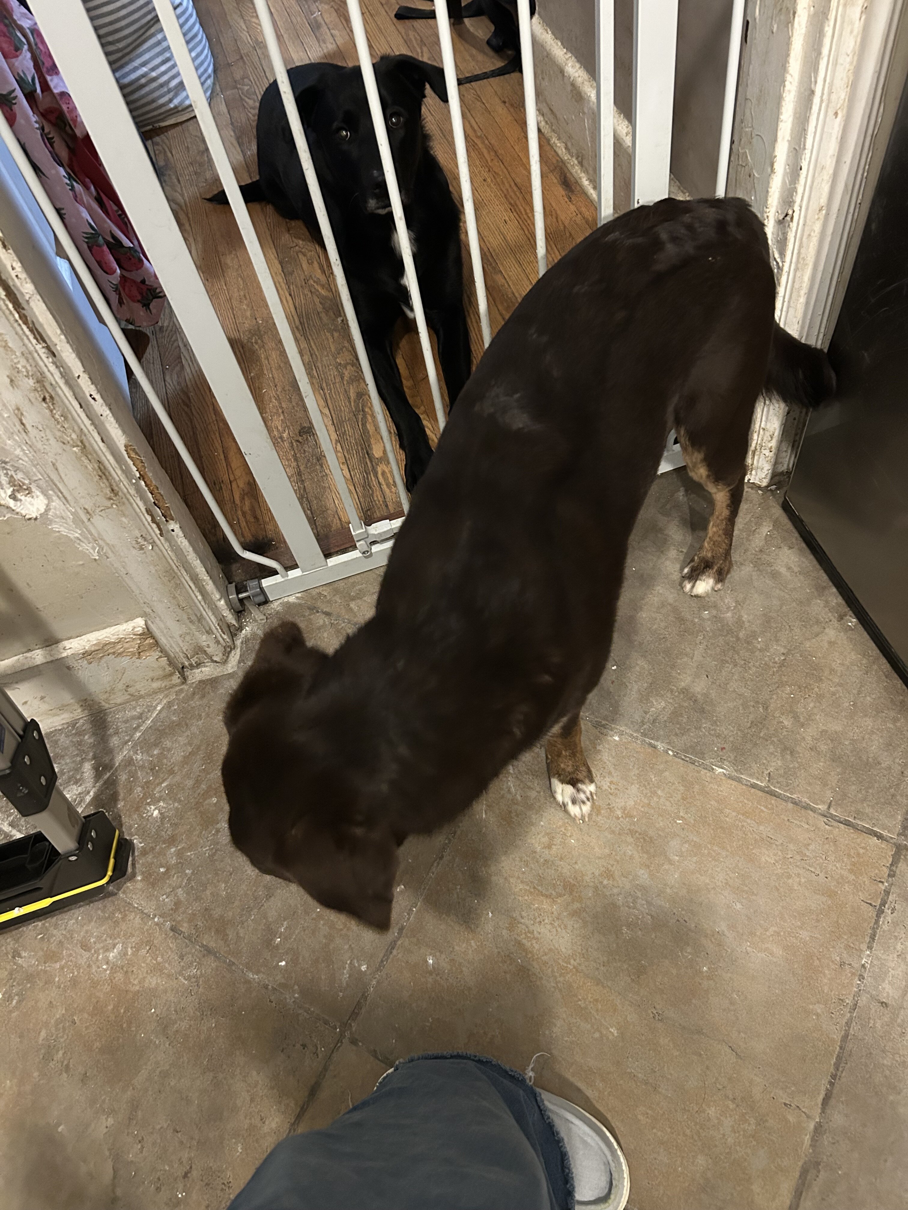 3 Female Pups image 6