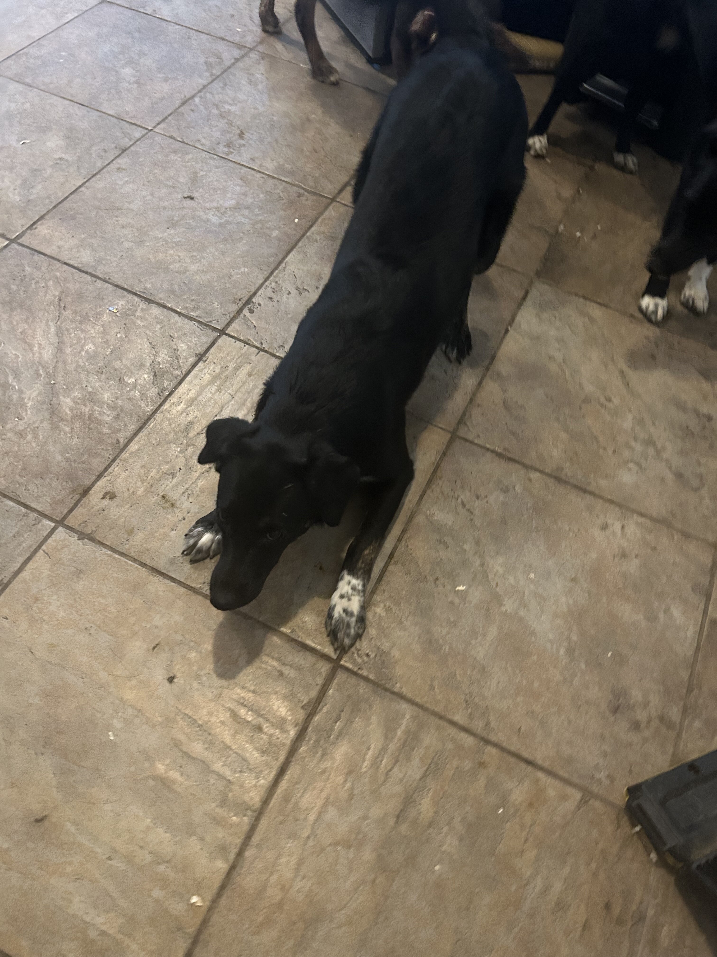3 Female Pups image 1