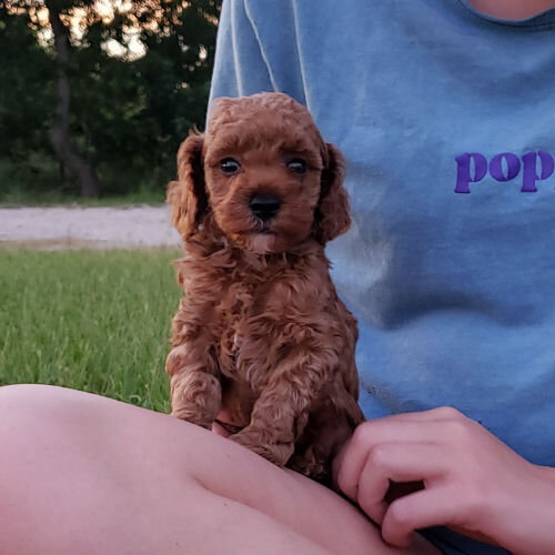 Red Poodle Puppy Male image 1