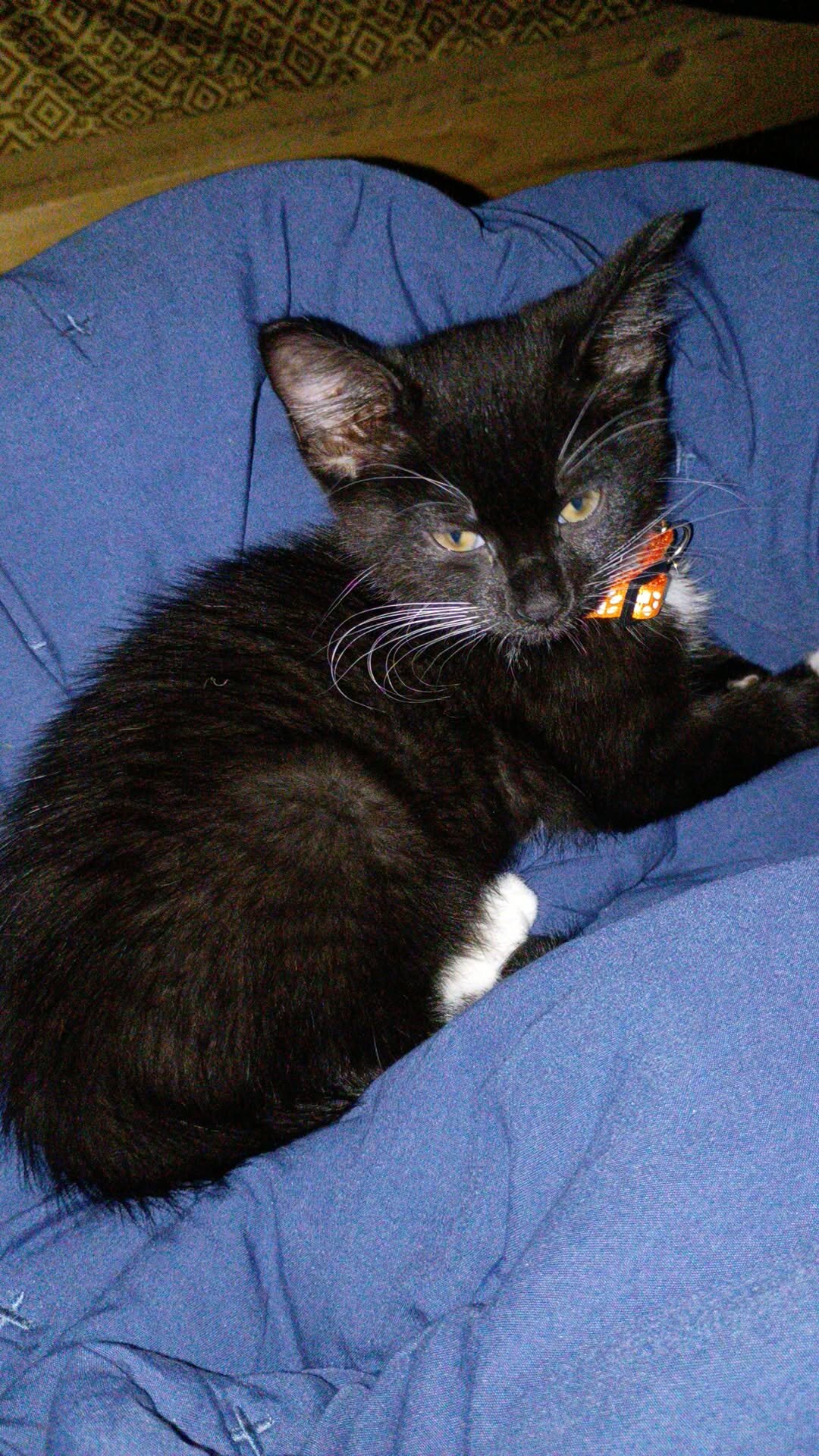 Female kitten image 4