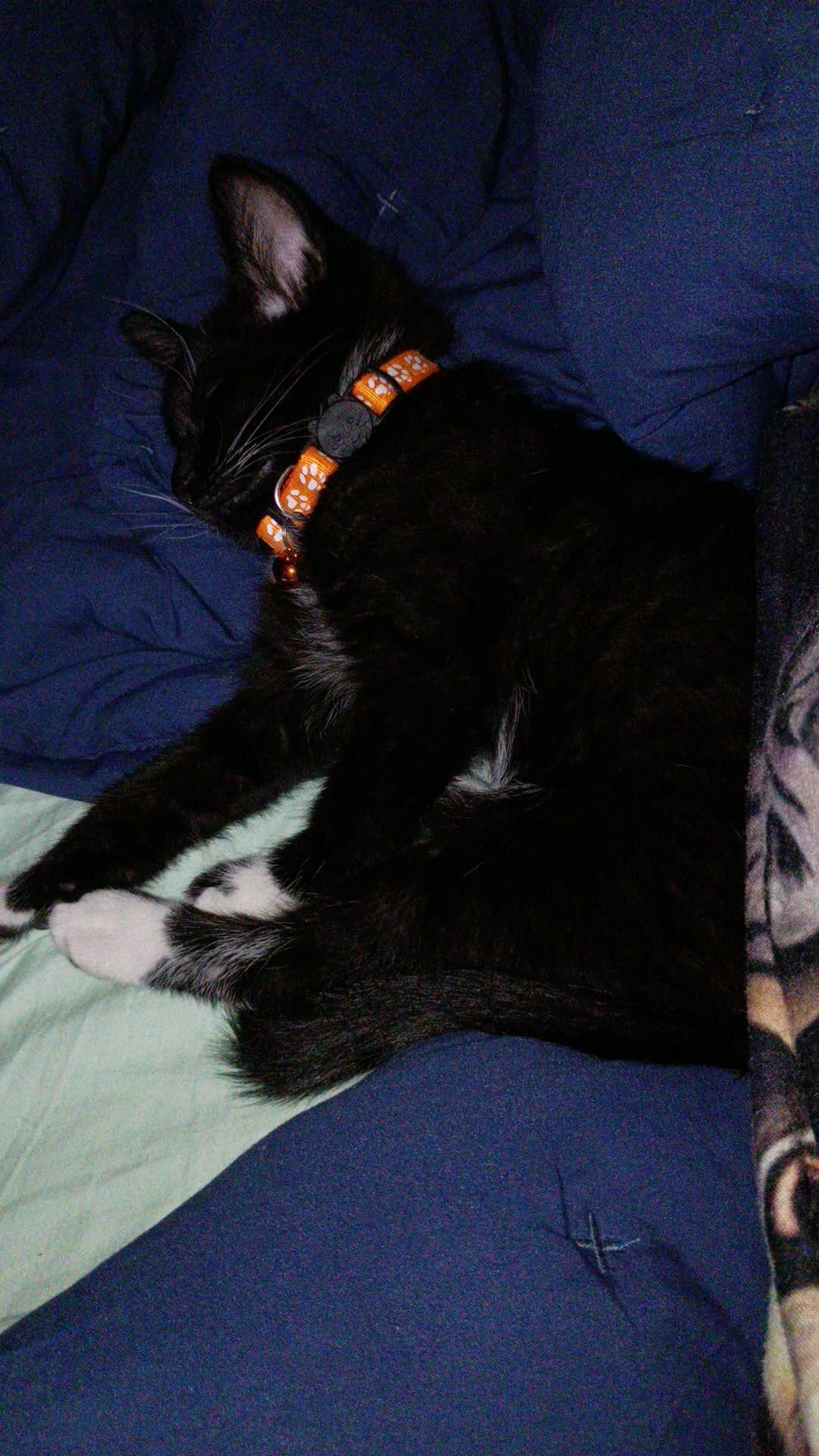Female kitten image 2