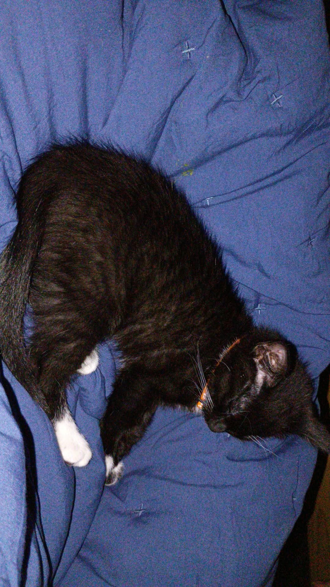 Female kitten image 3