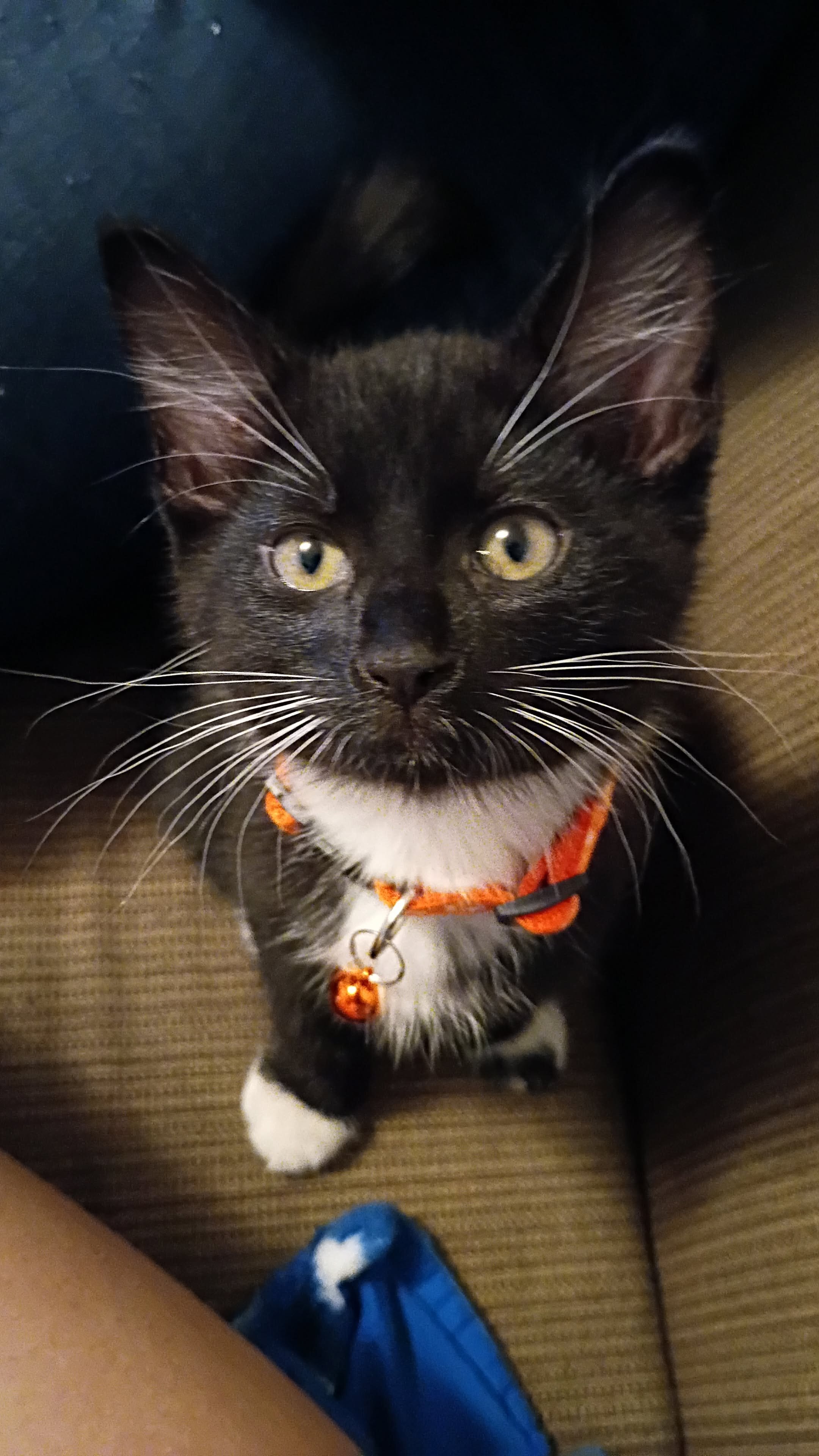 Female kitten image 7