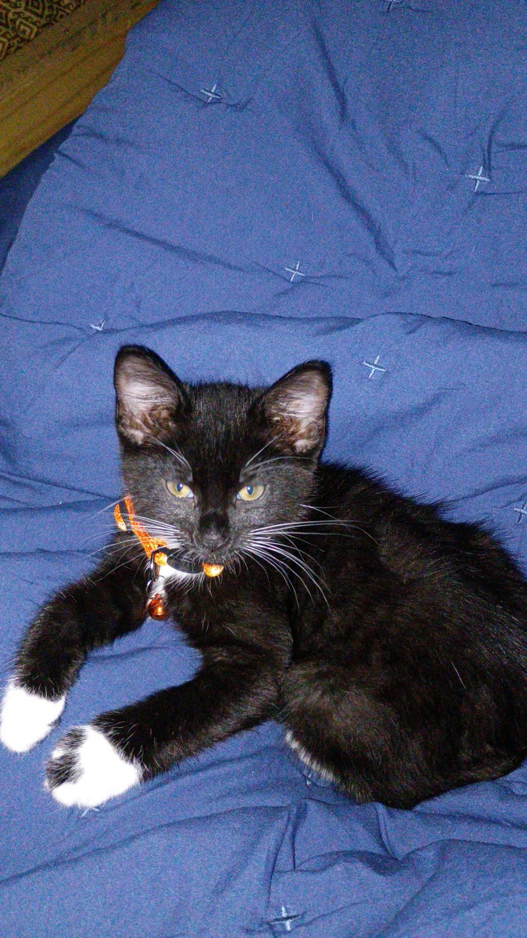 Female kitten image 5