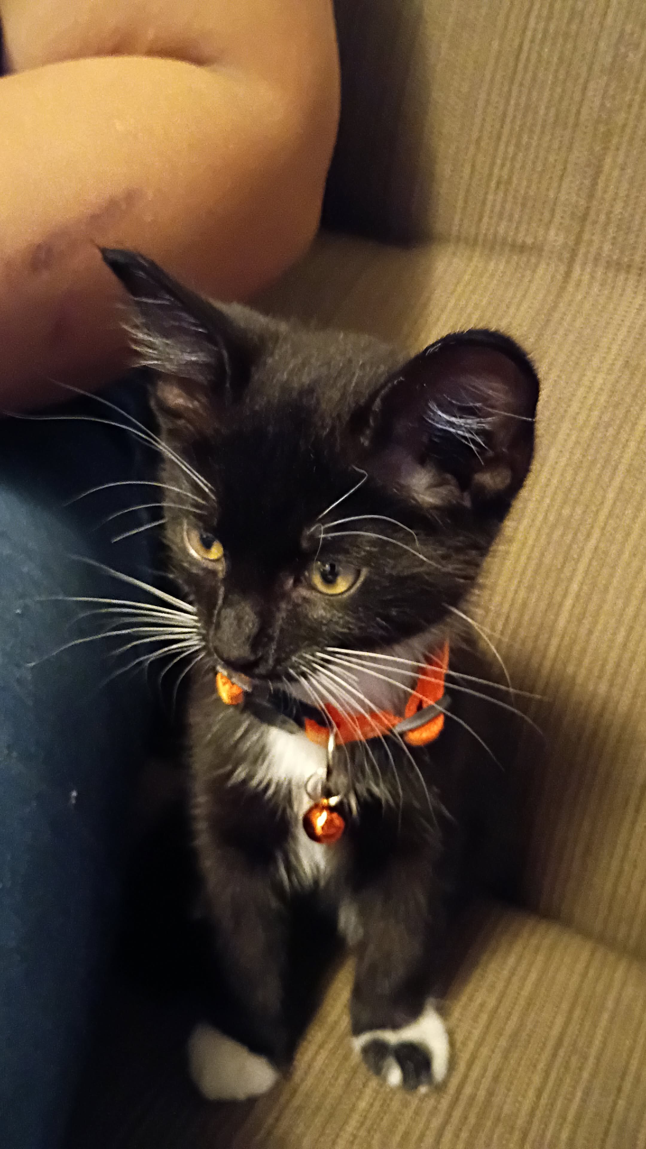 Female kitten image 6