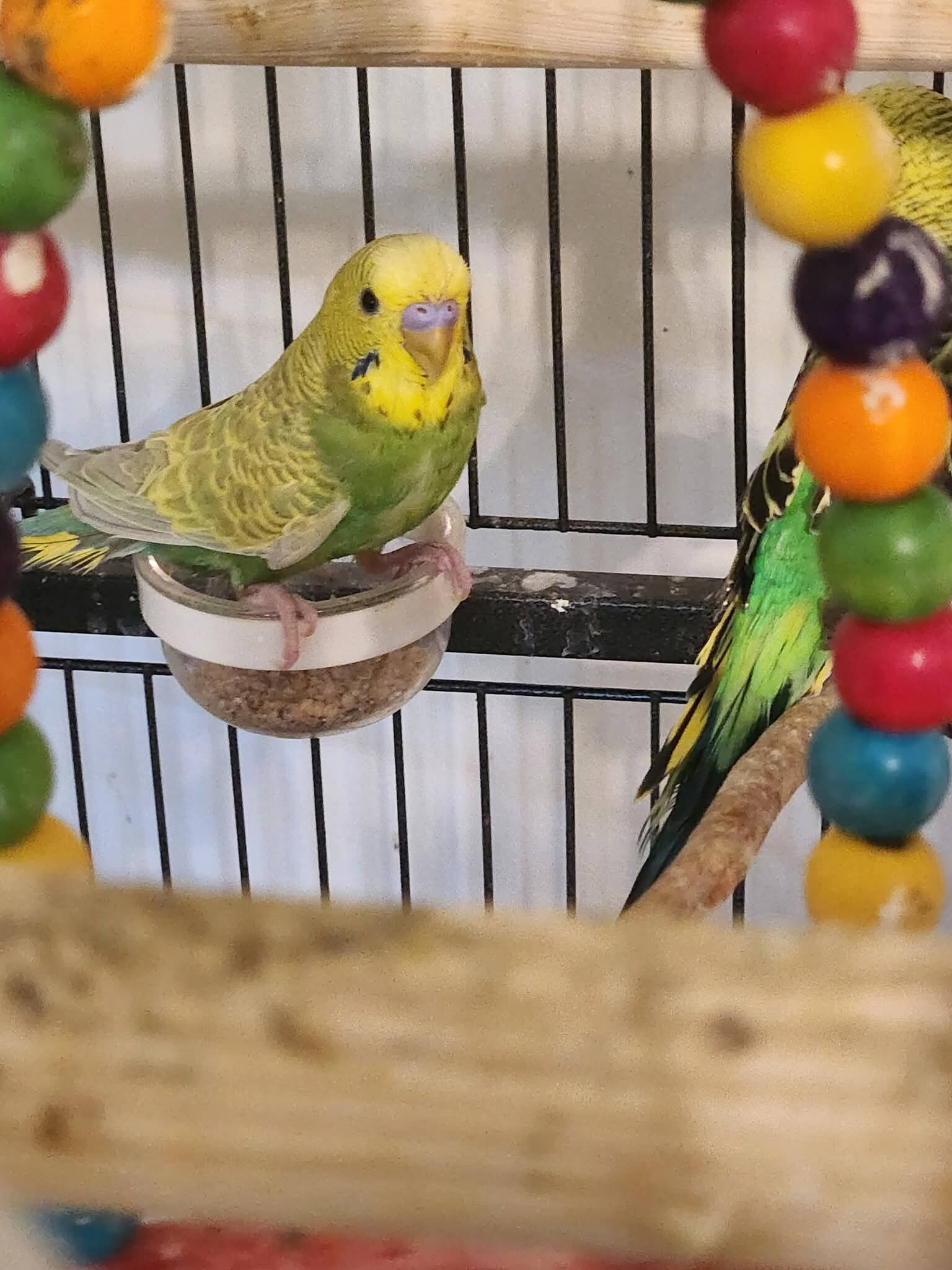 8 Parakeets image 8