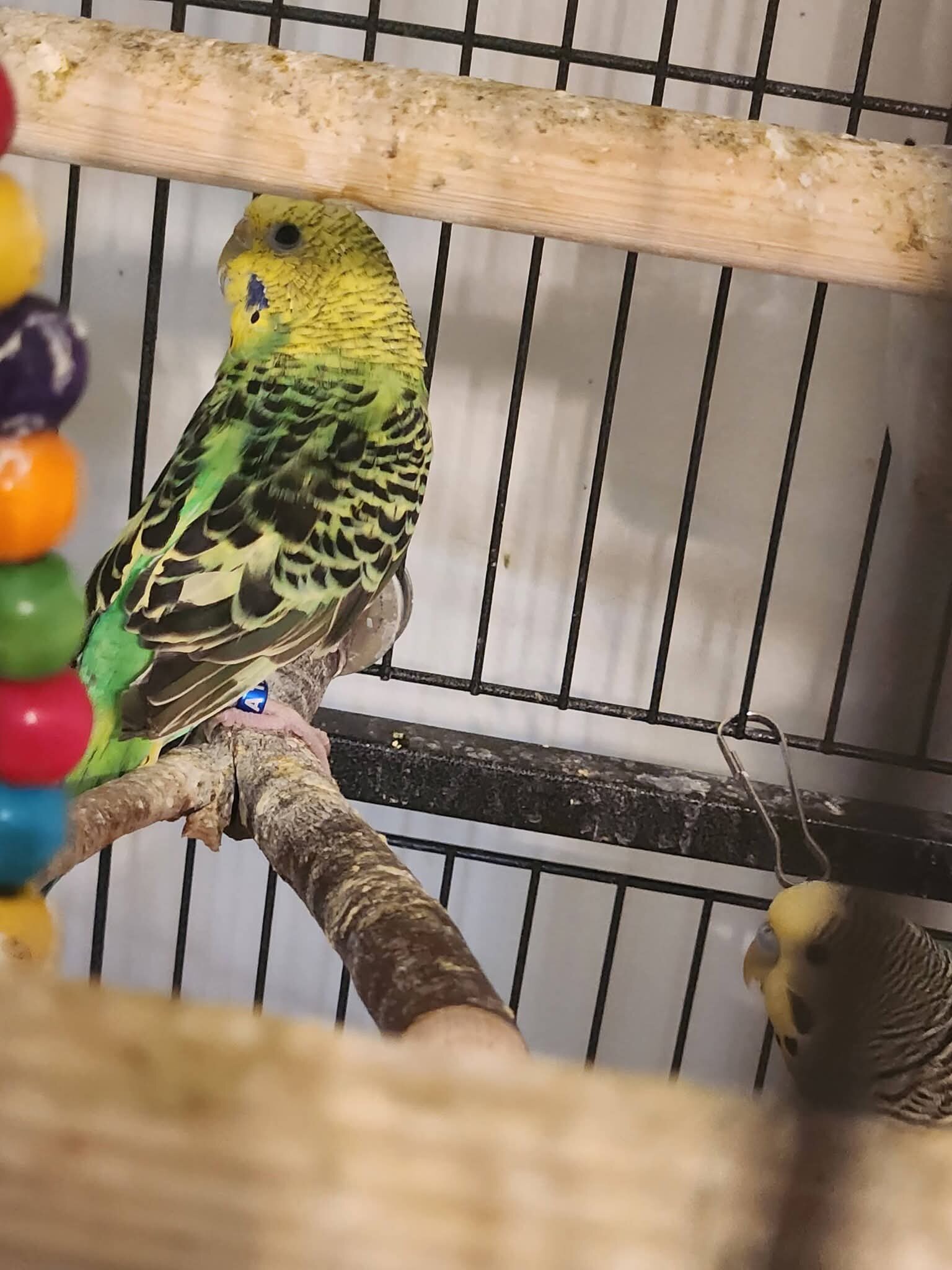 8 Parakeets image 7
