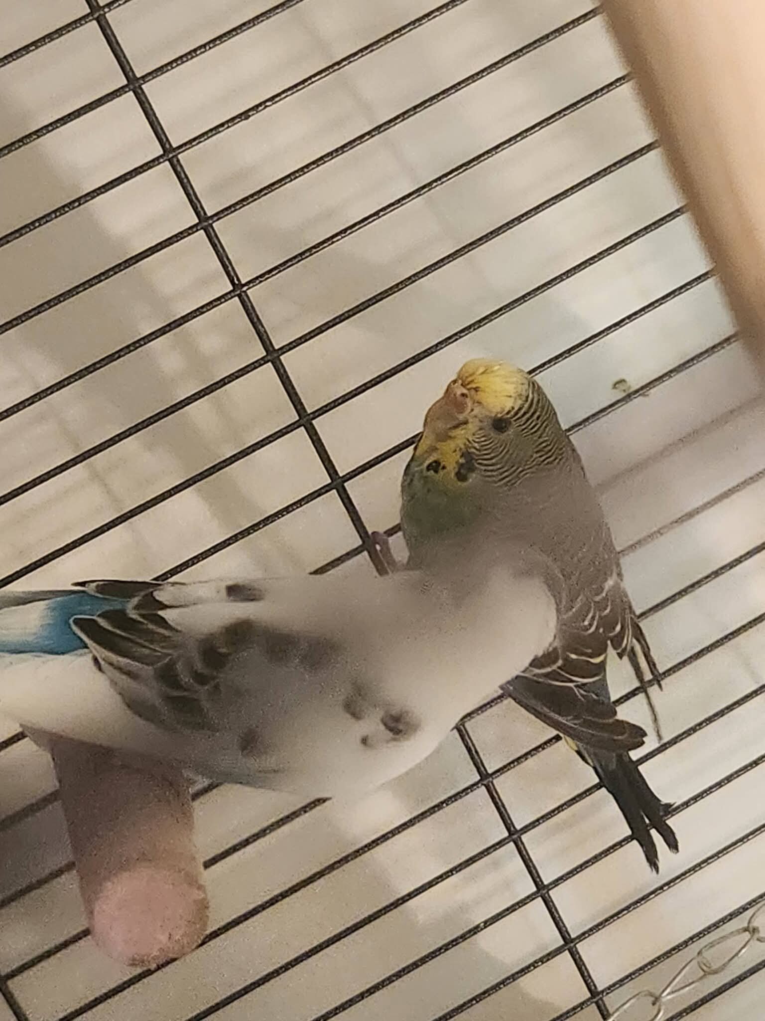8 Parakeets image 6