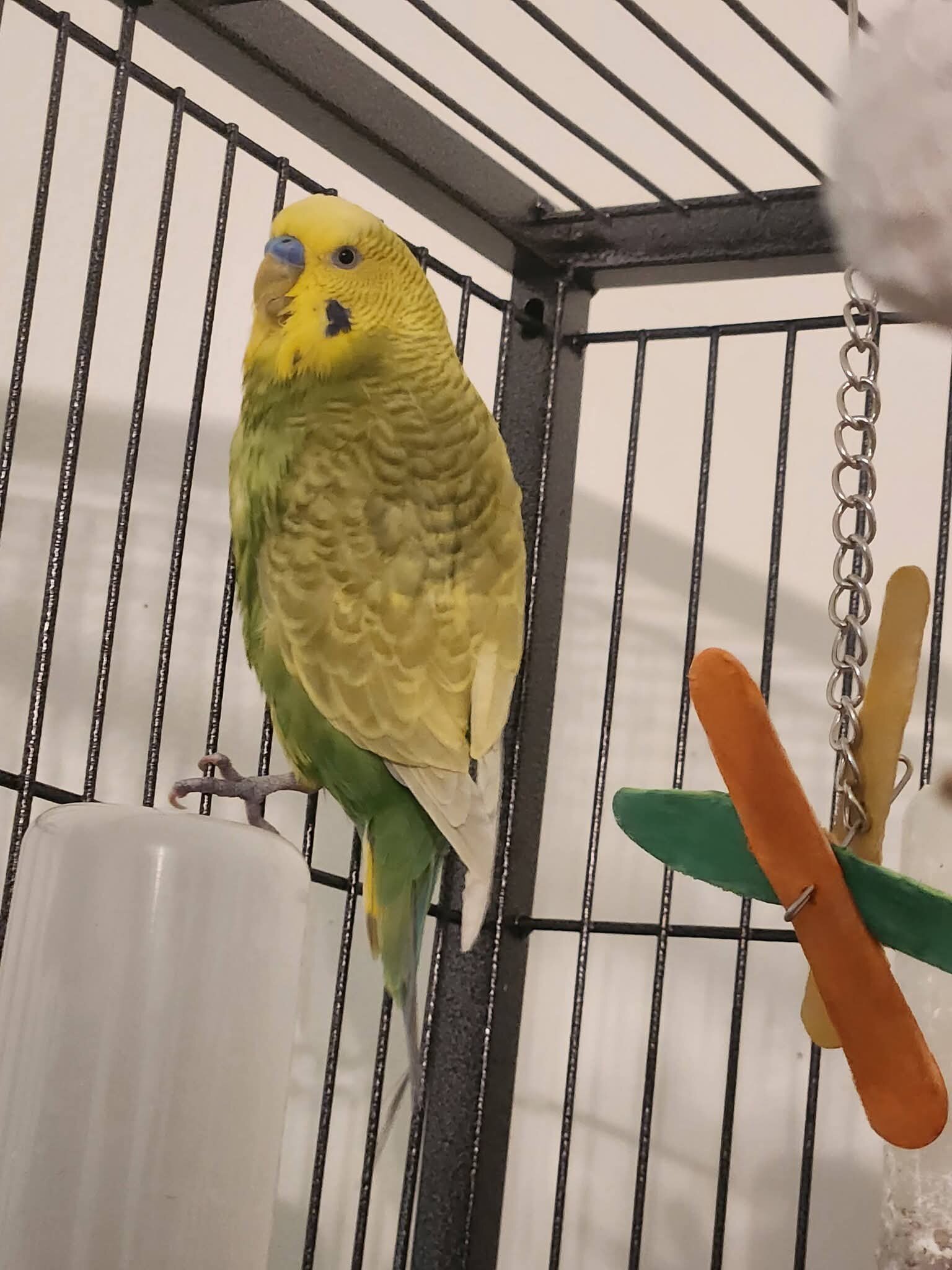 8 Parakeets image 5