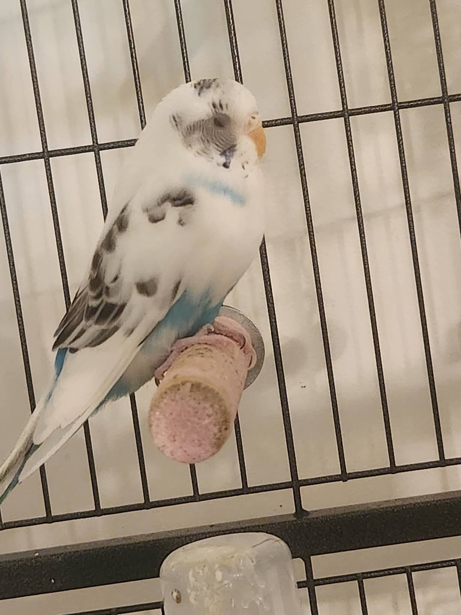 8 Parakeets image 4
