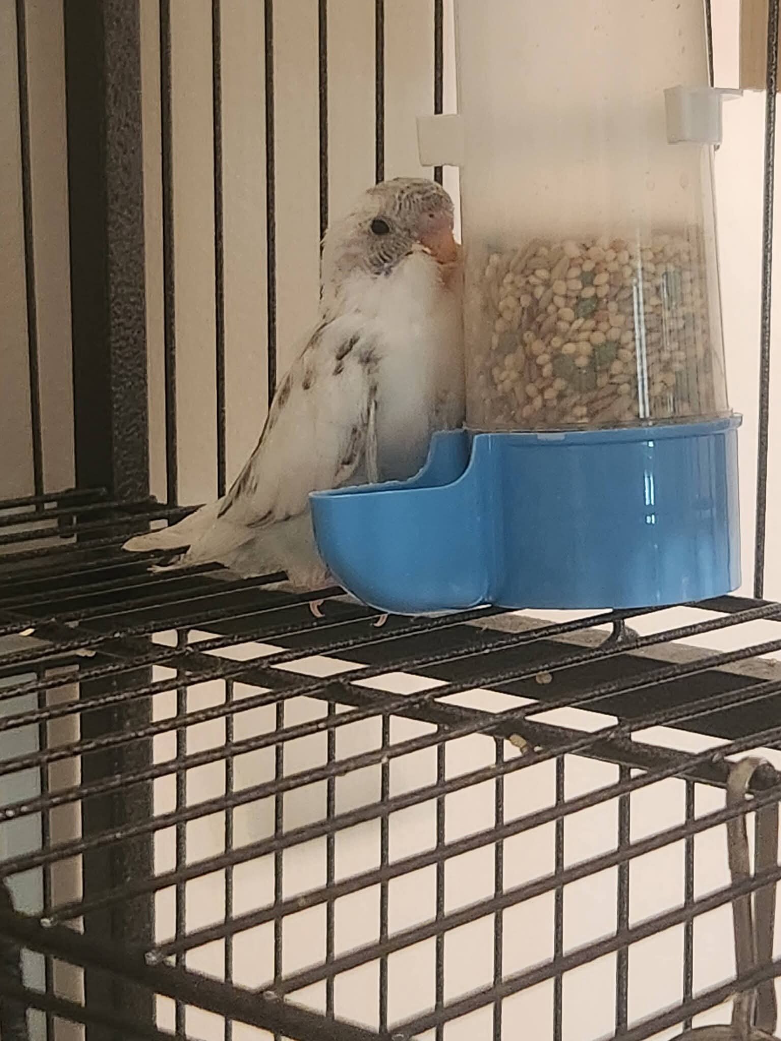 8 Parakeets image 3