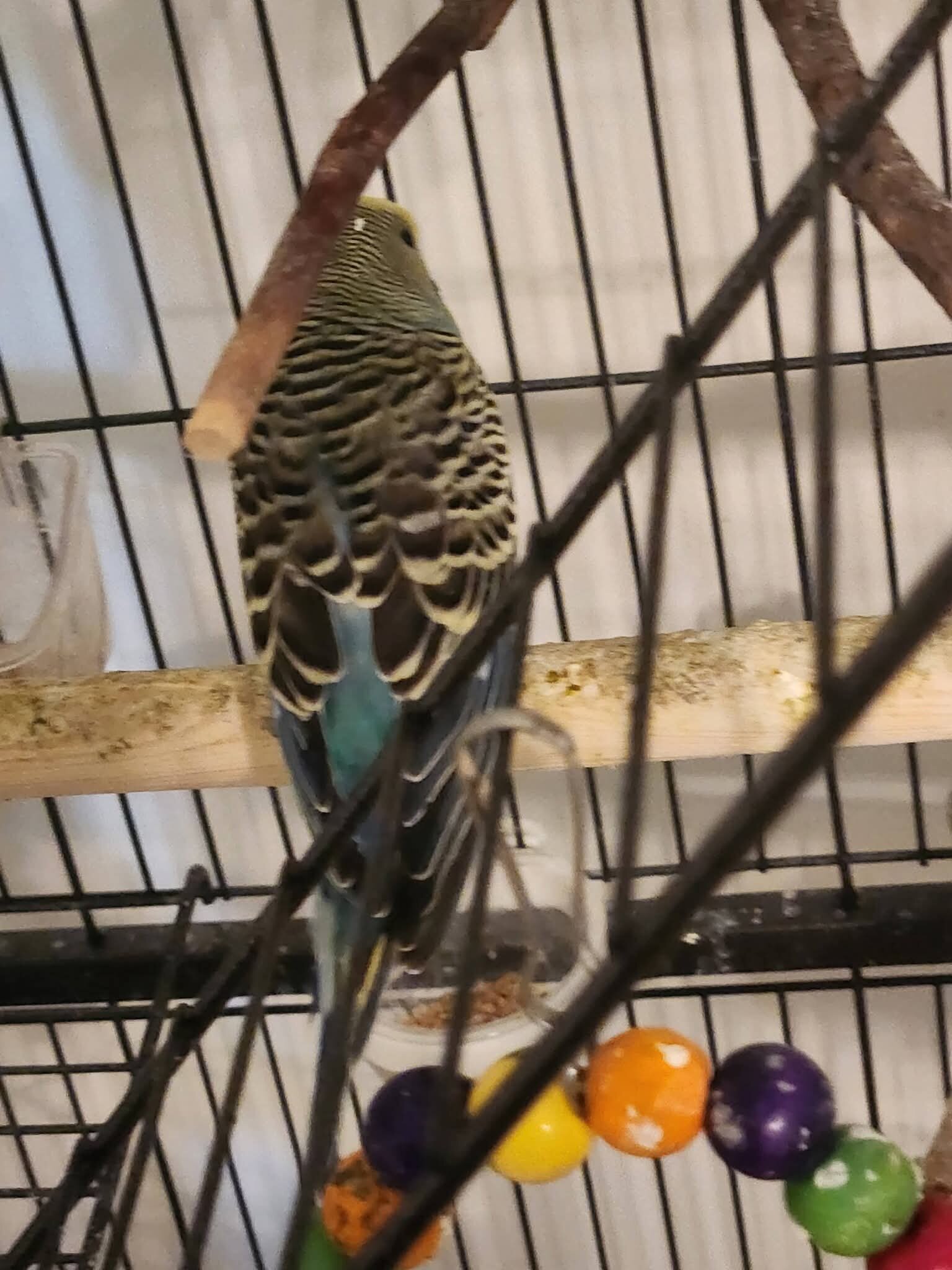 8 Parakeets image 2