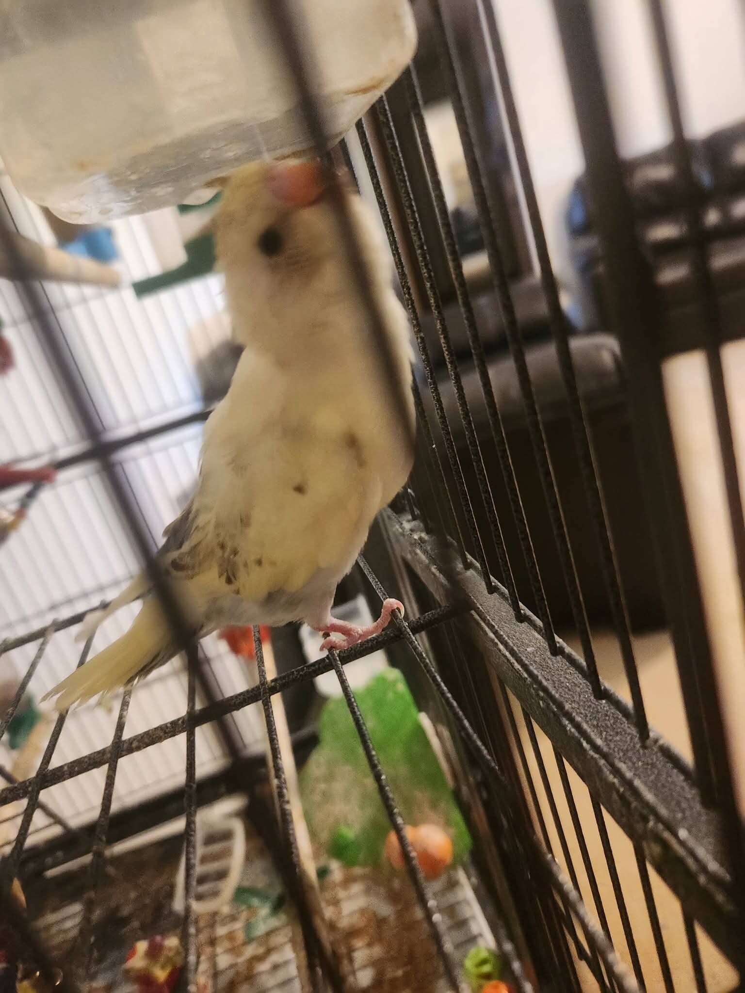 8 Parakeets image 1