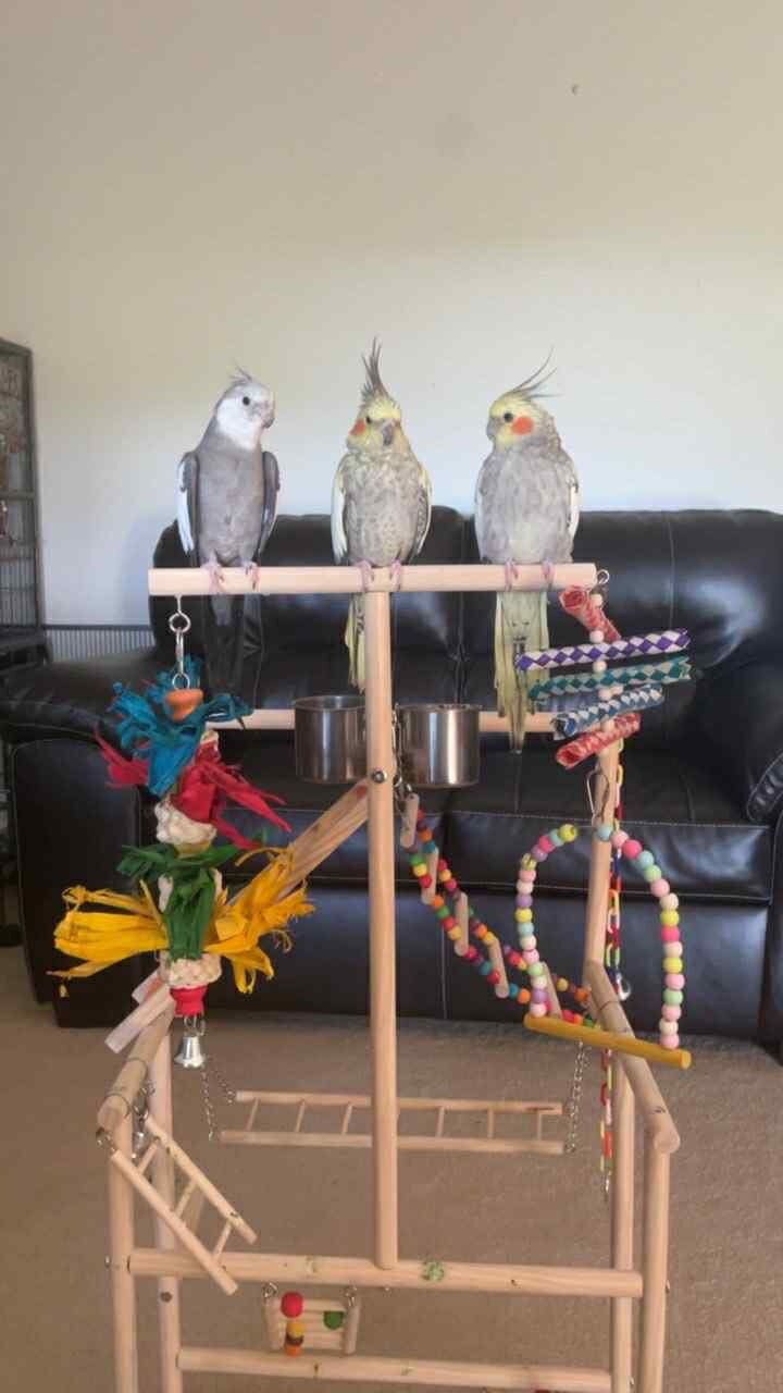 4 Cockatiels image 1