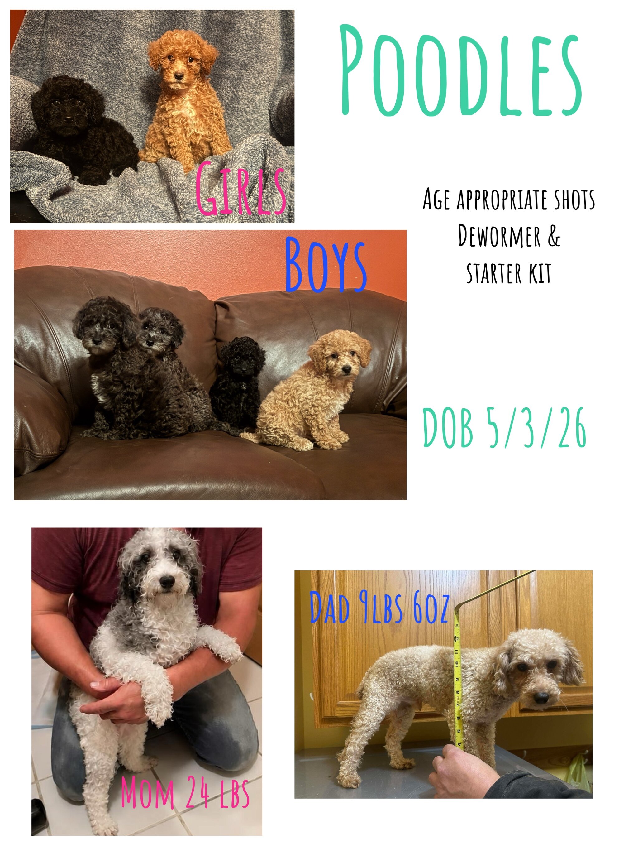 Toy/Mini Poodle image 2